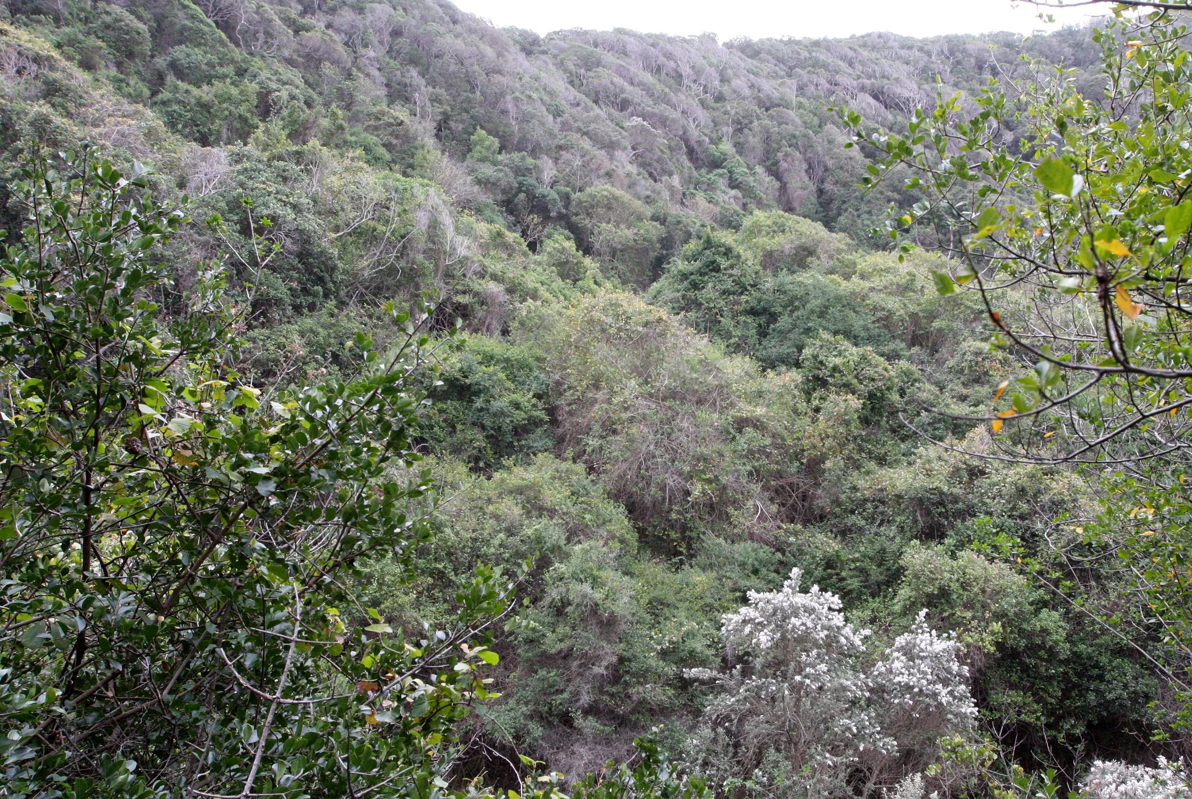 TSITSIKAMMA NATIONAL PARK SOUTH AFRICA - COASTAL WOODLAND COMMUNITY.JPG