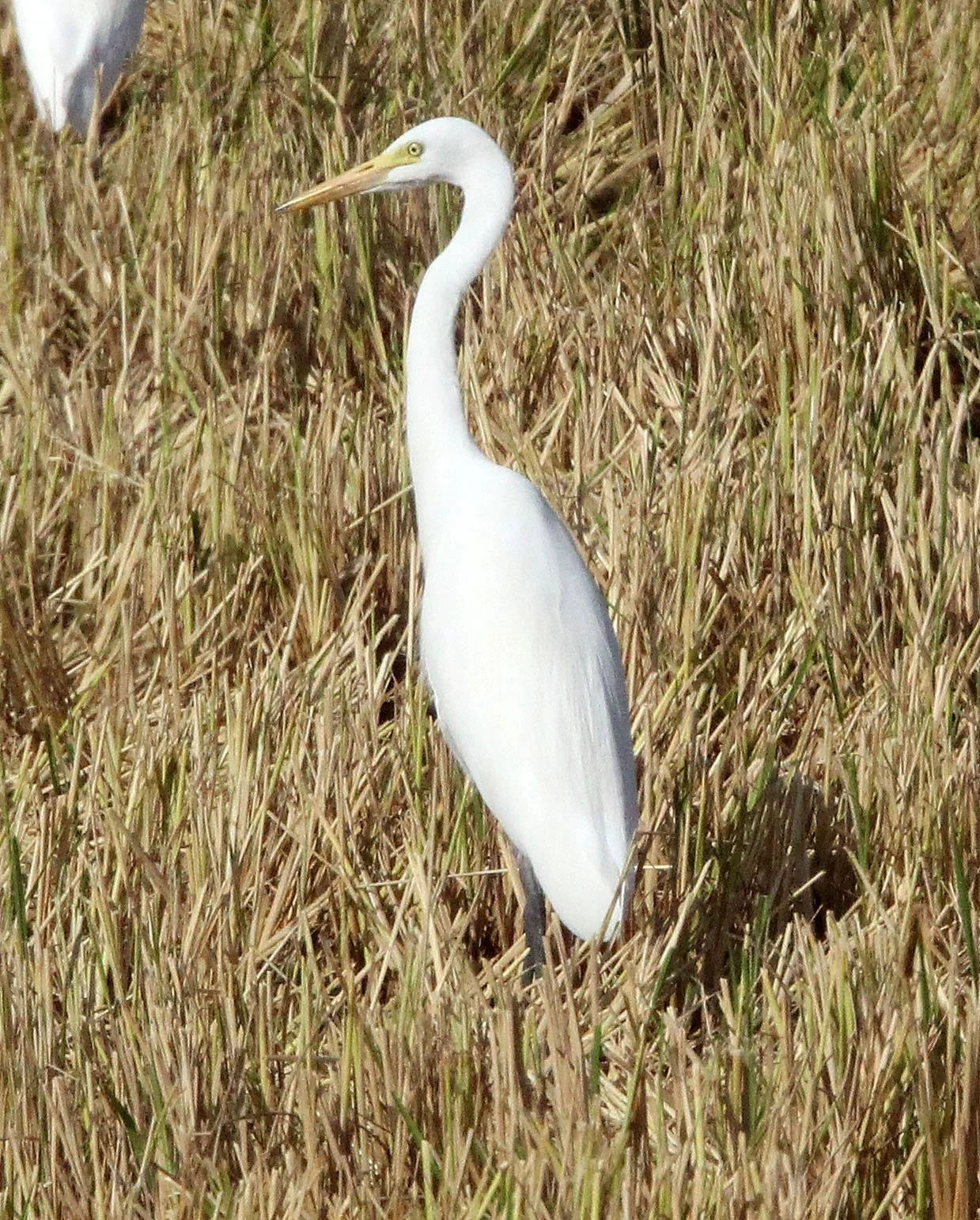 EGRET - INTERMEDIATE EGRET - EGRET - Mesophoyx intermedia - UTHAITHANI THAILAND (1).JPG