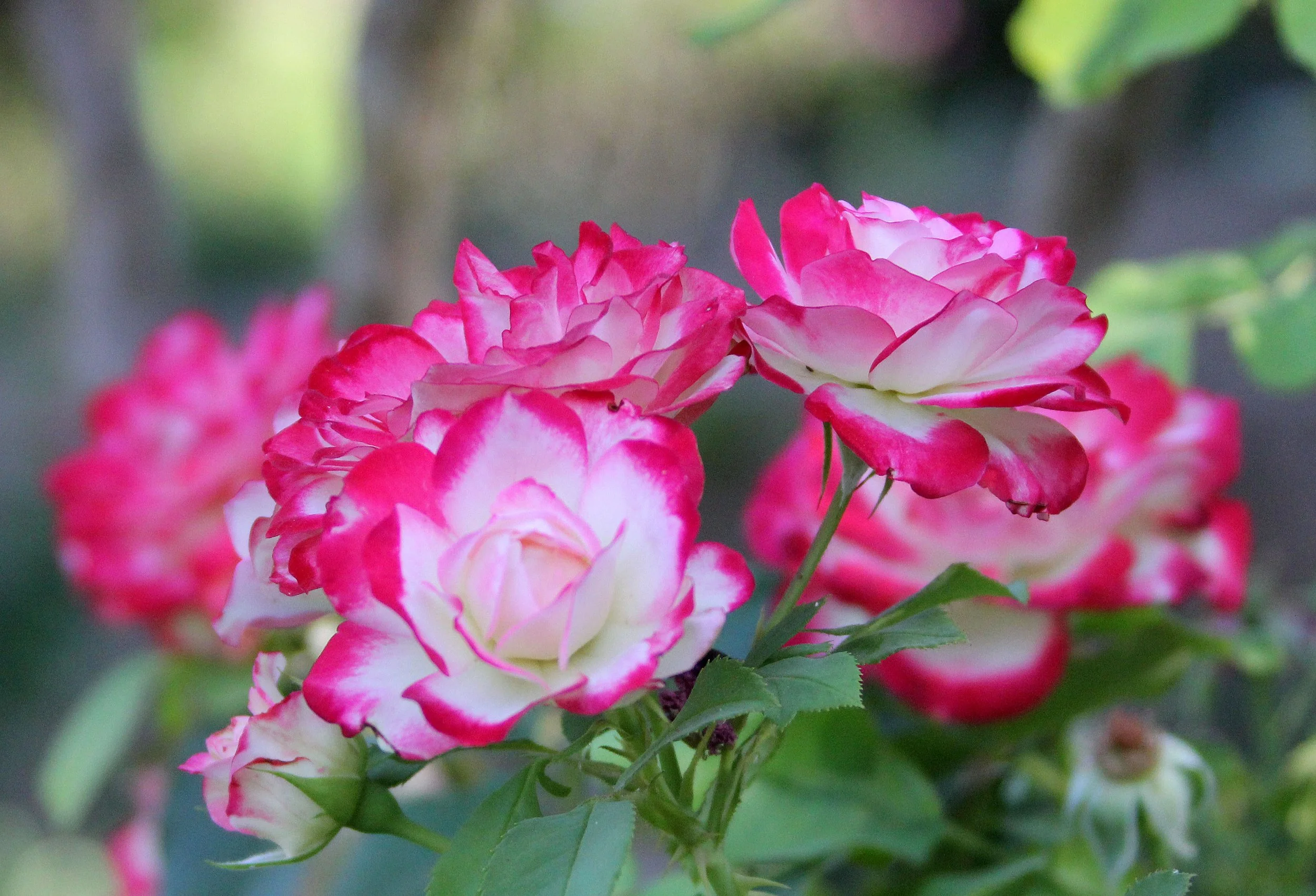 GRANADA SPAIN (63).JPG