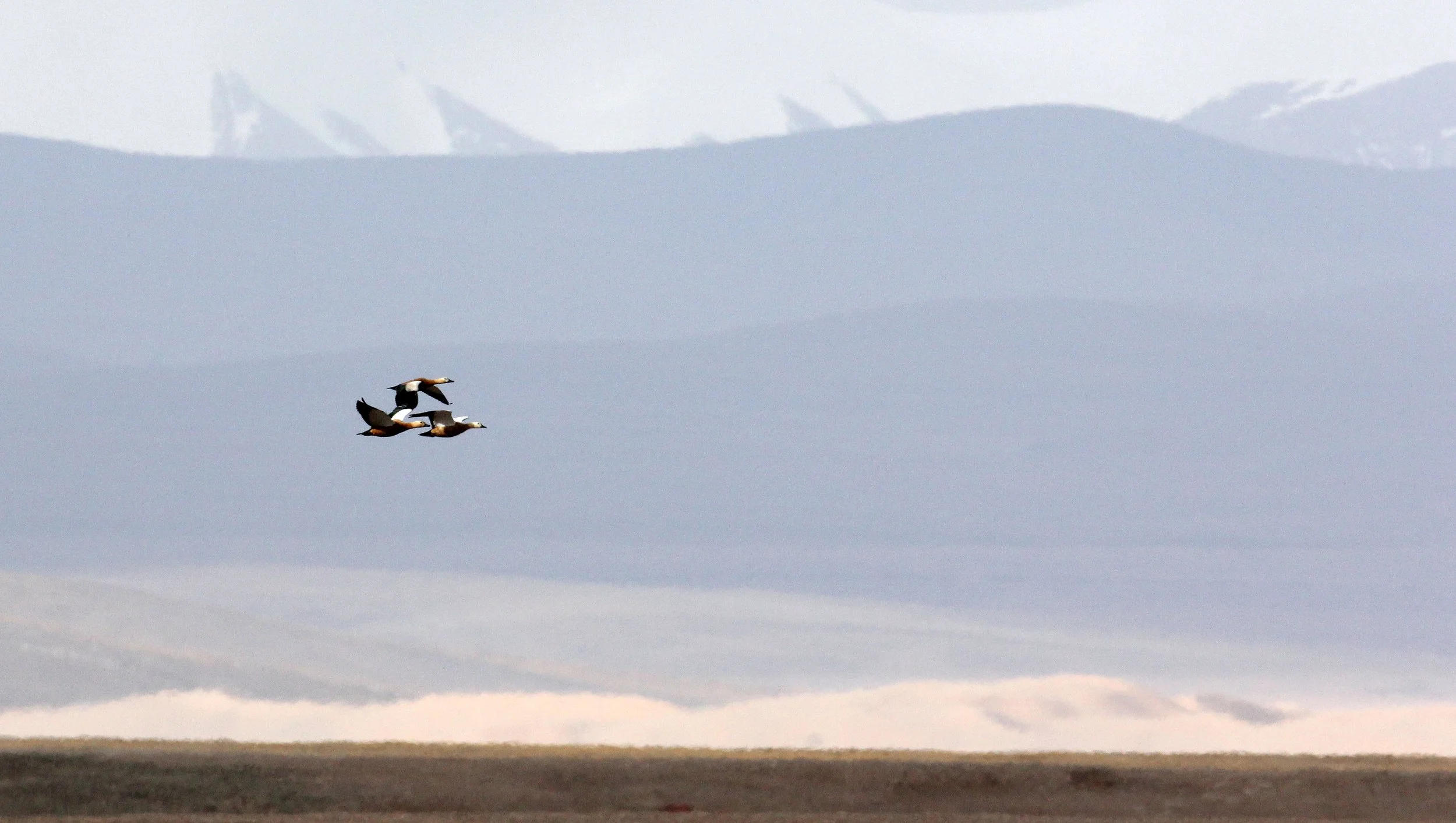 SHELDUCK - RUDDY SHELDUCK  - Tadorna ferruginea - KEKEXILI NATIONAL RESERVE - QINGHAI PROVINCE - CORE AREA (6).JPG