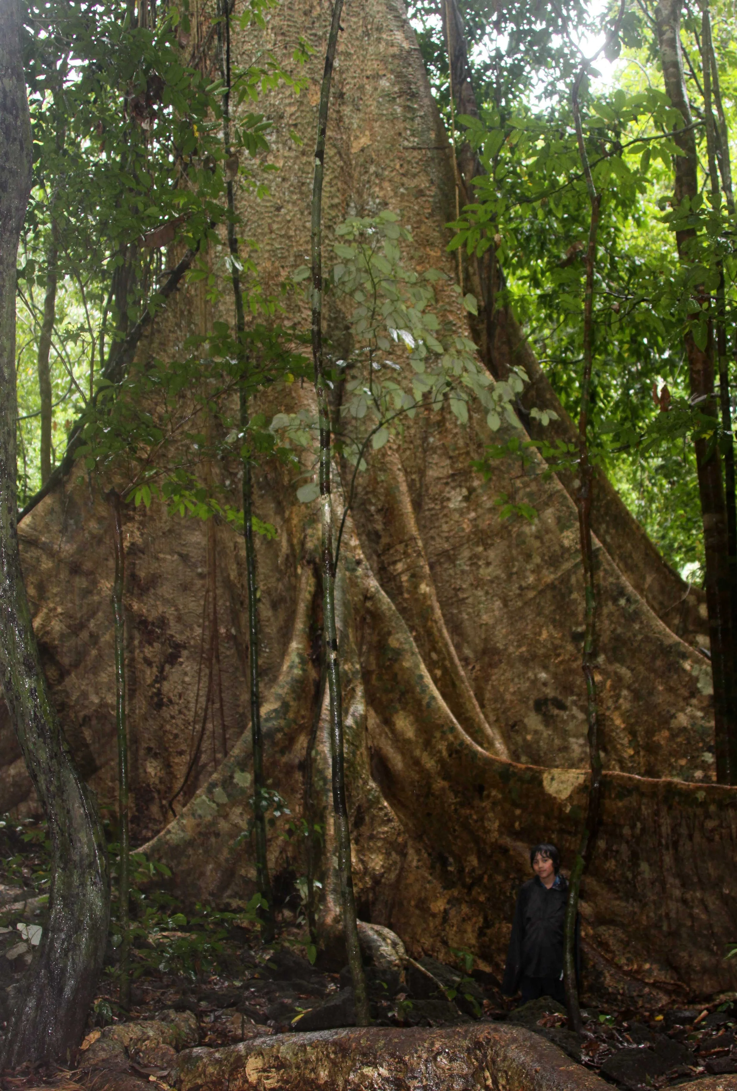 CAT TIEN NATIONAL PARK VIET NAM (35).JPG