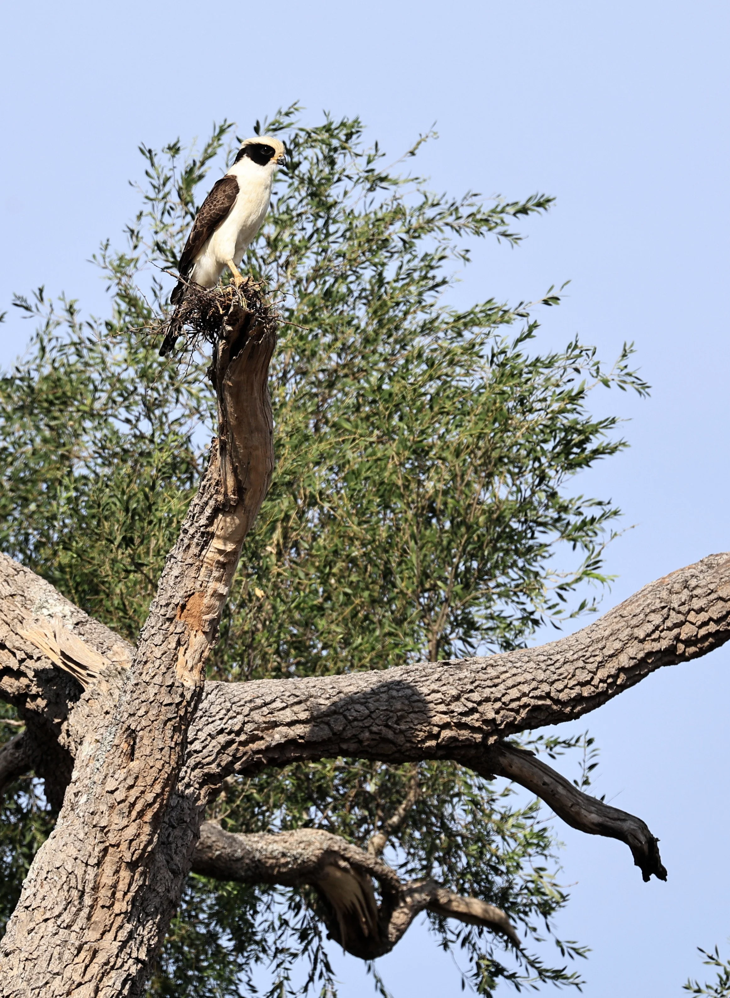 Laughing Falcon (Herpetotheres cachinnans) Reserva Natural Canada el Carmen, Paraguay (9).jpg