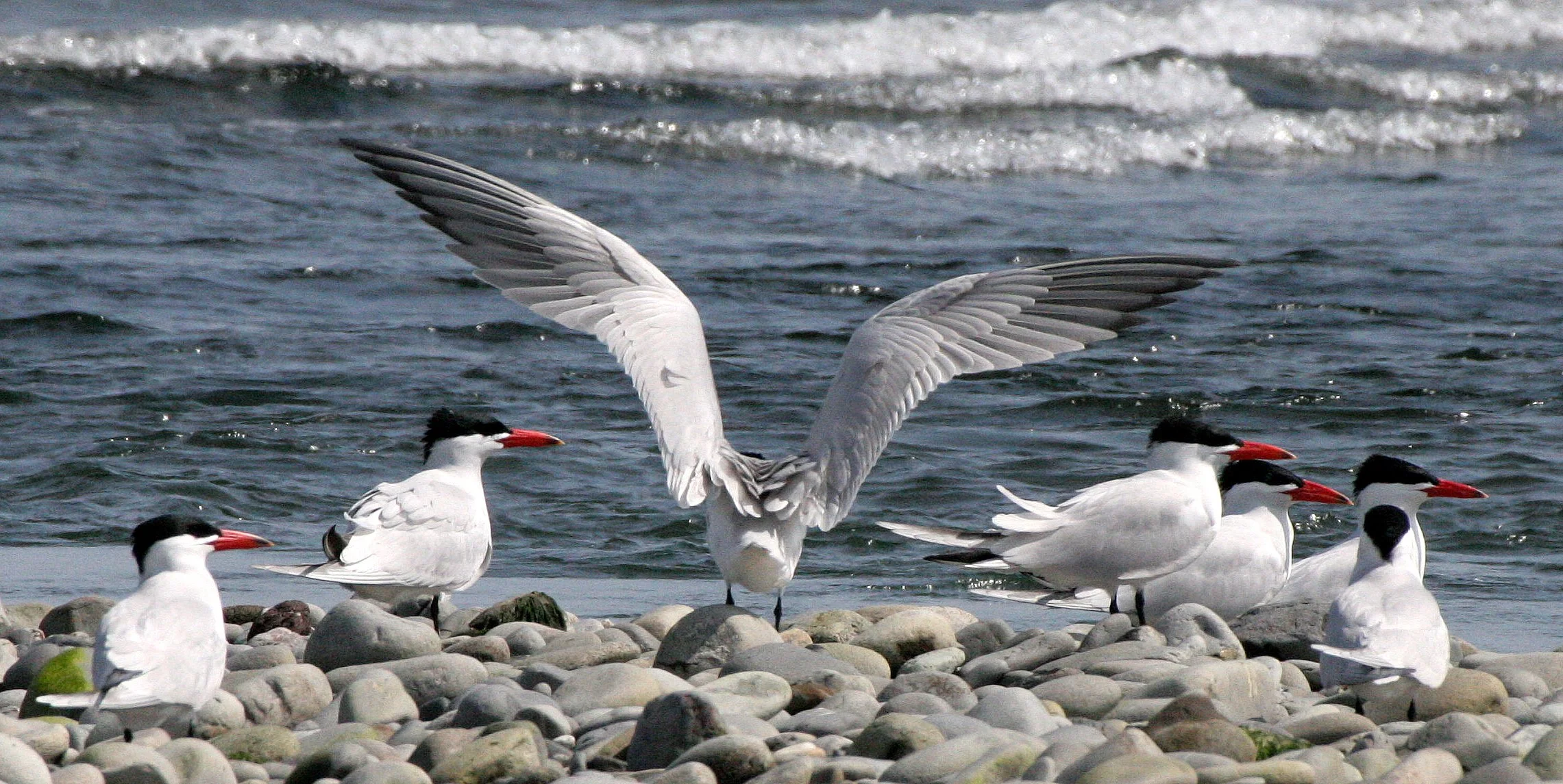 BIRD - TERN - CASPIAN TERNS - ELWHA RIVER MOUTH WA (43).JPG