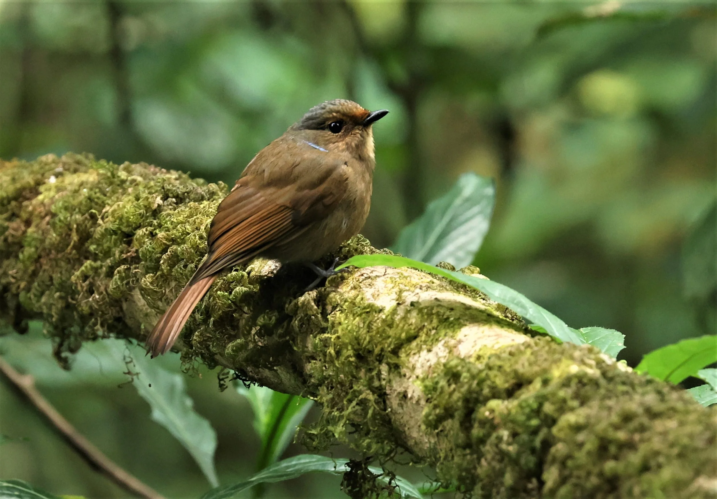 NILTAVA - LARGE NILTAVA - Niltava grandis - DOI DOI PHA HOM POK NP DOI LANG EAST FEB 2022 (8).jpg