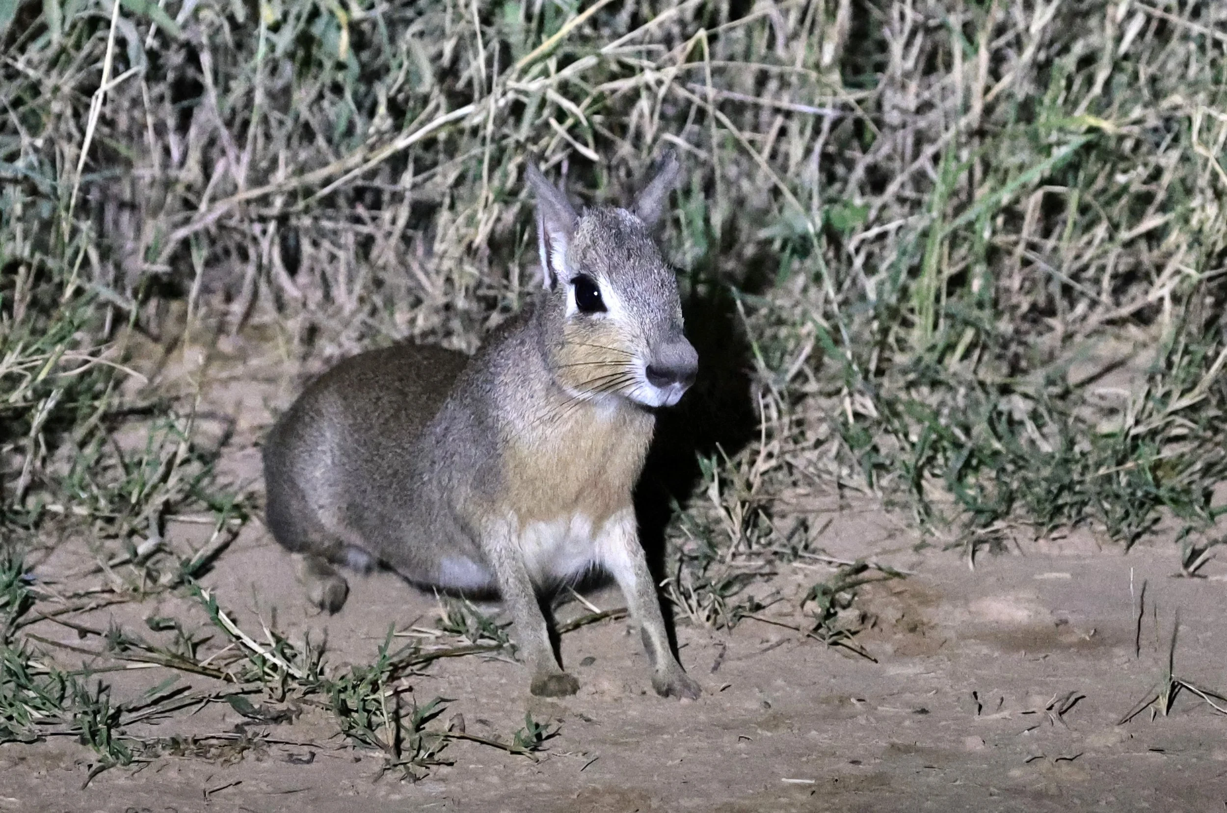 Chacoan Mara (Dolichotis salinicola) Hotel Campestre Iparoma Paraguay (4).jpg