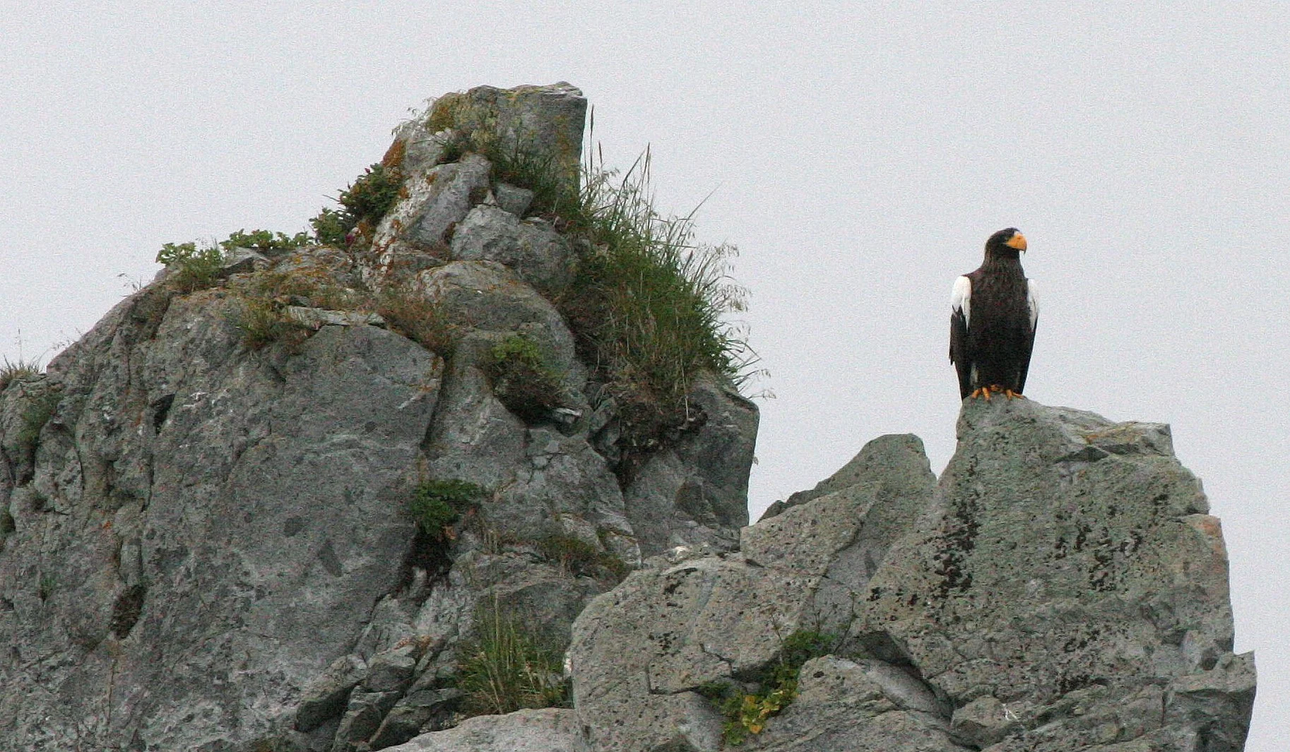 Haliaeetus pelagicus - STELLERS SEA EAGLE - ON KAMCHATKA COASTLINE - RUSSIA (18).jpg