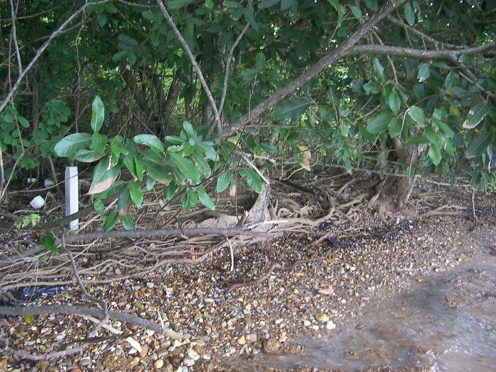 KOH LANTA - PROPERTY - 2004 (96).JPG