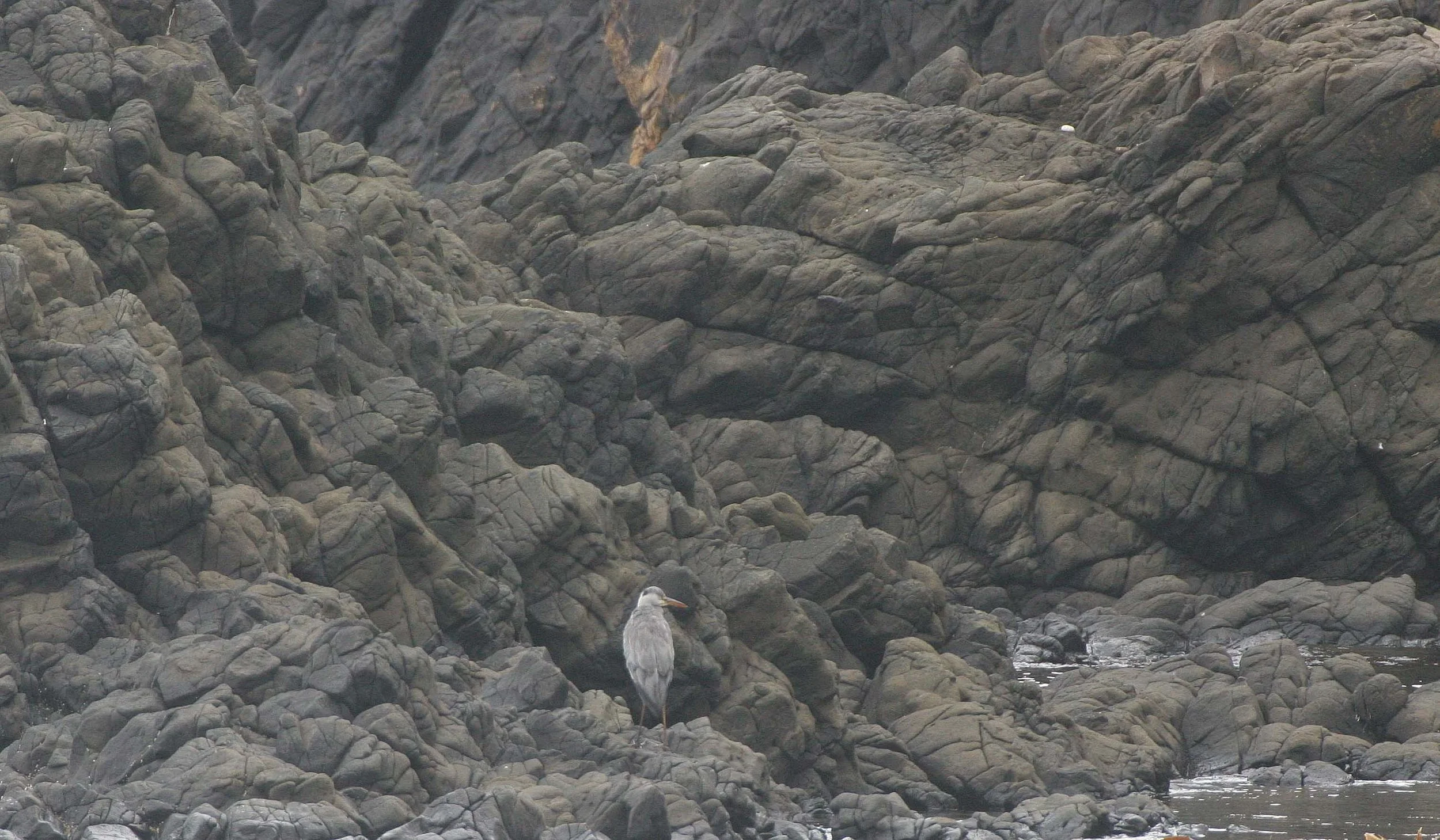HERON - GREY HERON -  Ardea cinerea - MONERON ISLAND RUSSIA (2).jpg