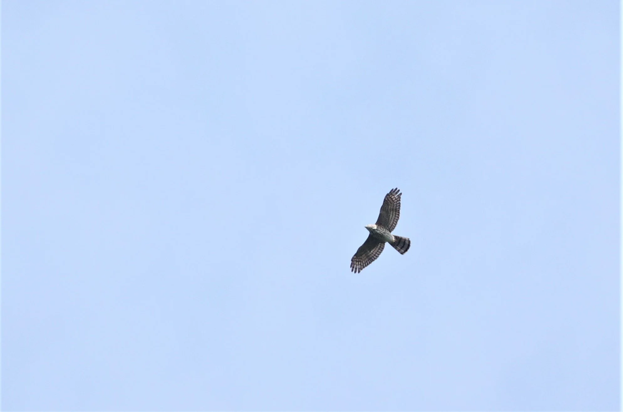 GOSHAWK - CRESTED GOSHAWK - Accipiter trivirgatus - KAENG KRACHAN NATIONAL PARK 16 OCT 2021 (10).jpg
