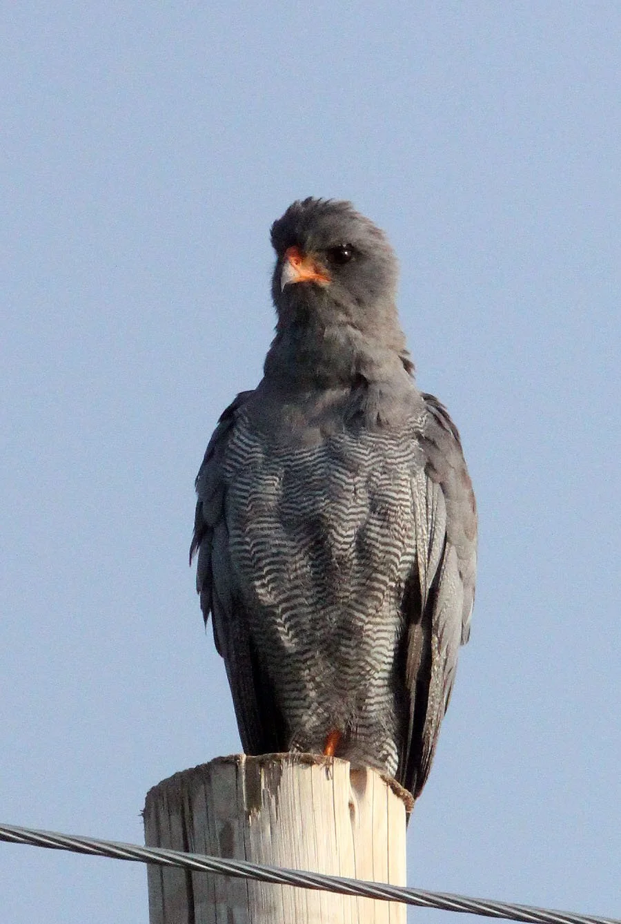 Melierax metabates - DARK CHANTING GOSHAWK - AWASH NATIONALPARK ETHIOPIA (7).JPG