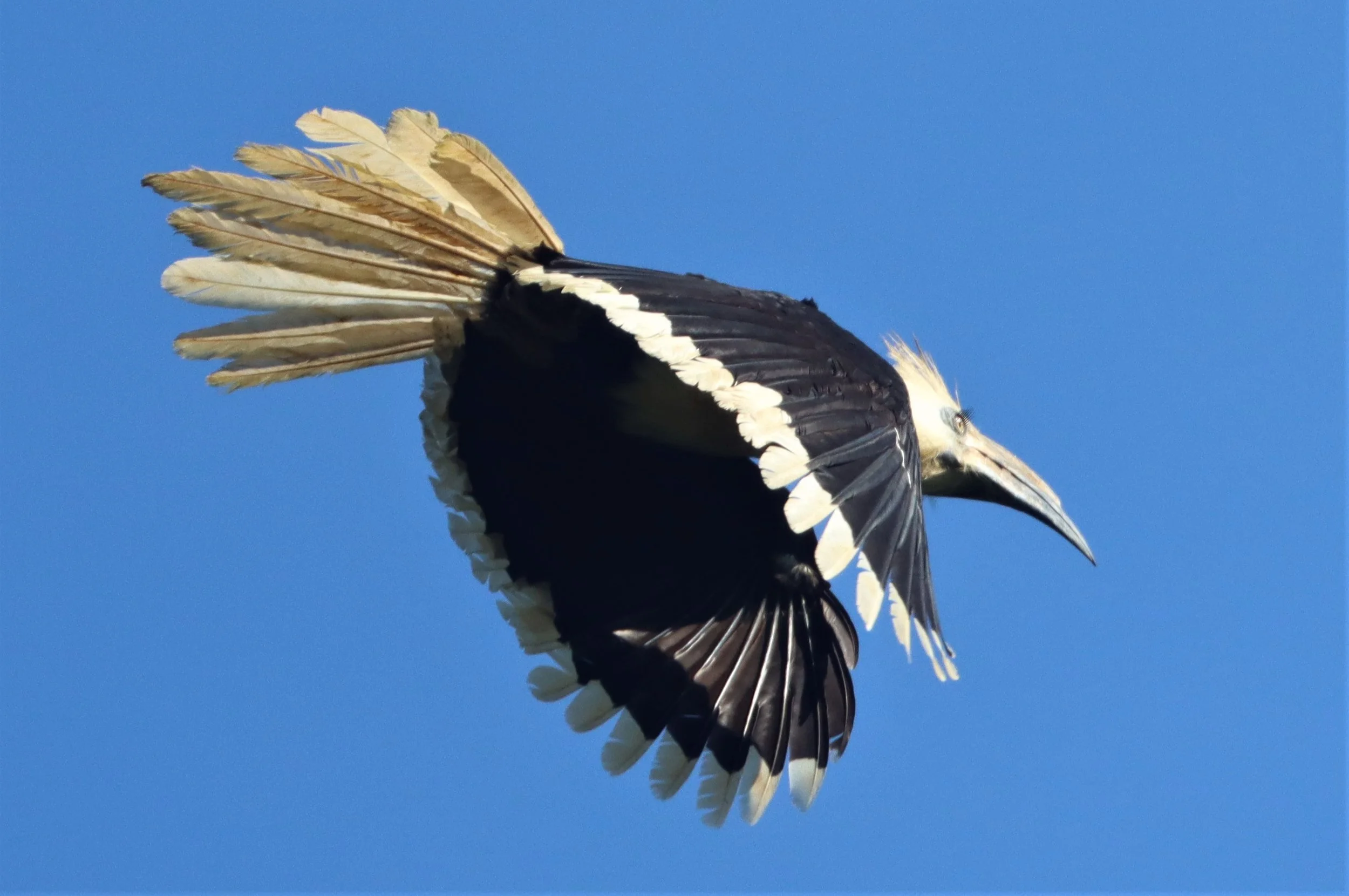 HORNBILL - WHITE-CROWNED HORNBILL - Berenicornis comatus - KRUNG CHING KHAO LUANG NP 400MM (8).jpg