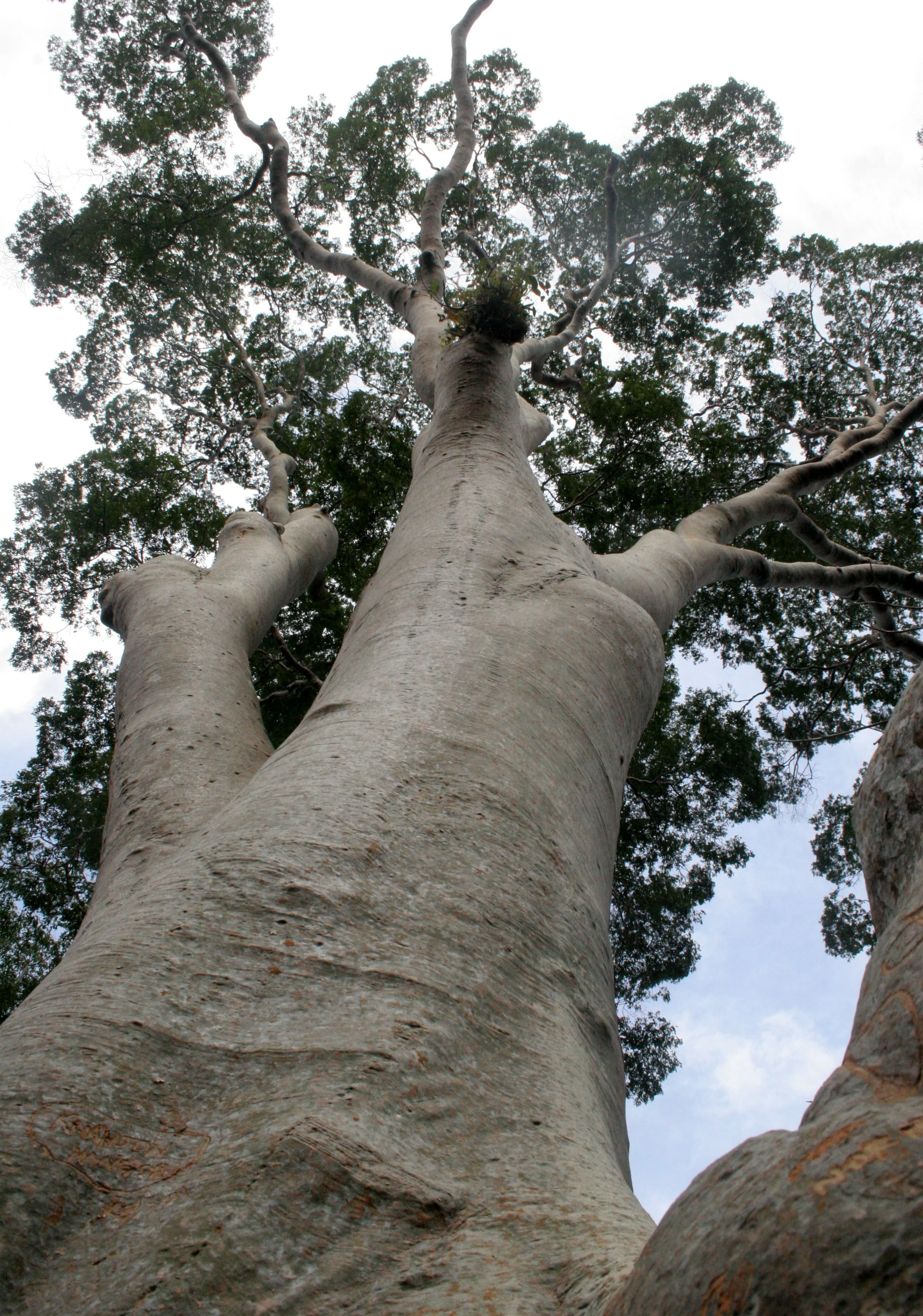 DANUM VALLEY BORNEO - TREE PLATFORM (12).JPG