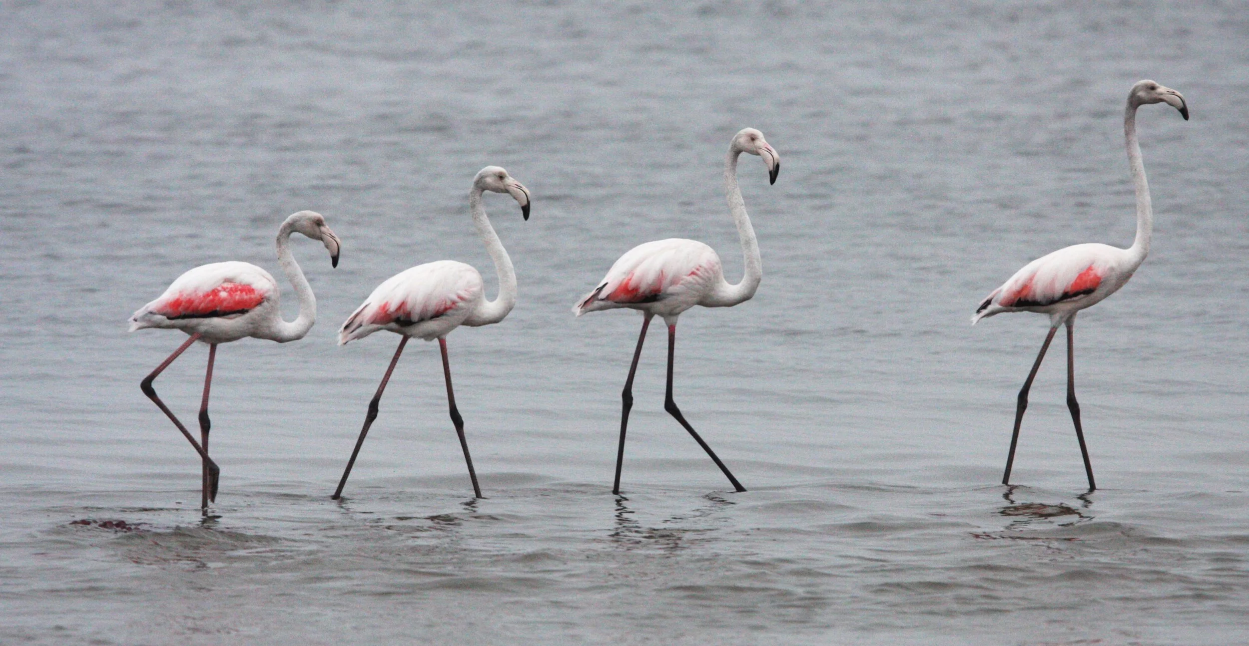 Phoenicopterus roseus - Greater Flamingo - Walvis Bay Namibia (2).JPG