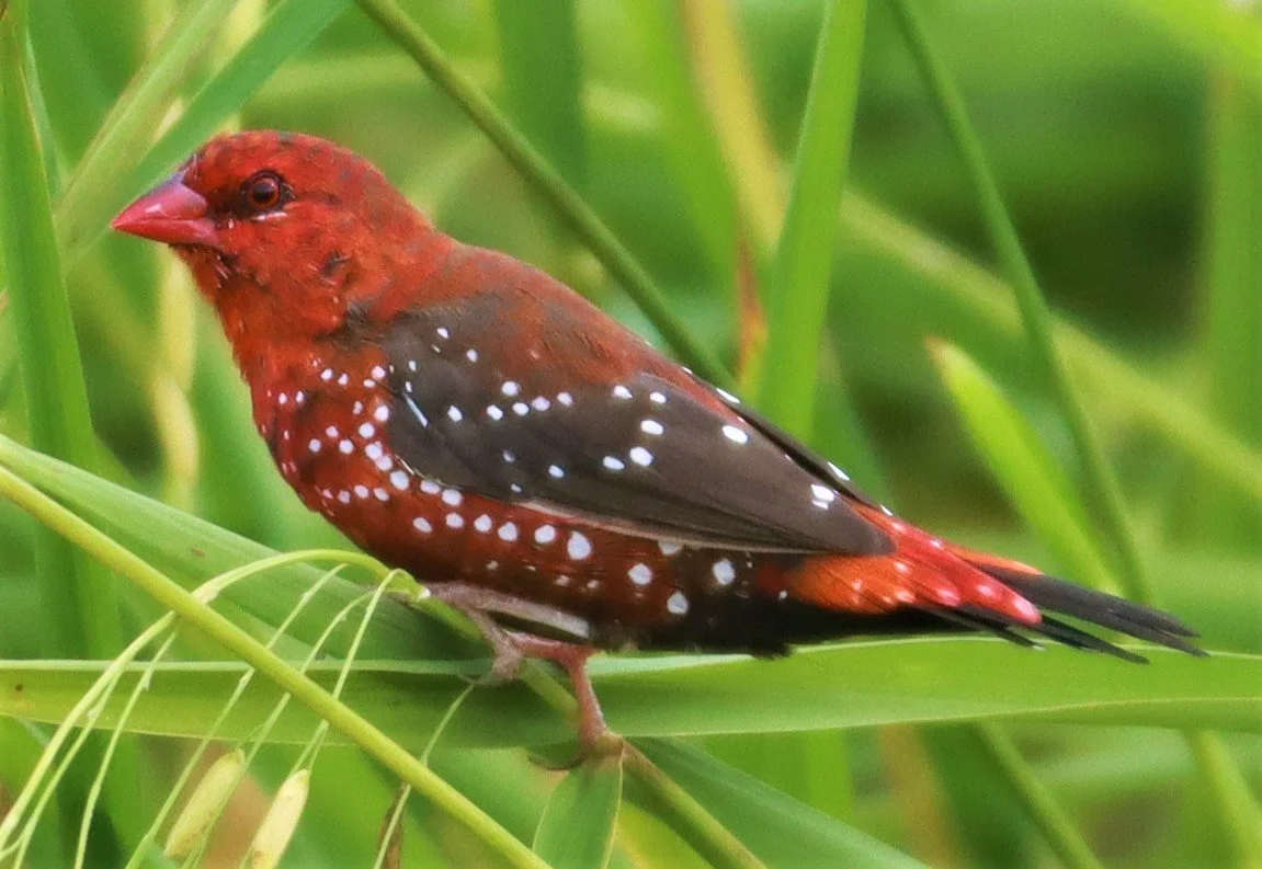 RED AVADAVAT - Amandava amandava - LAD KRABANG  THAP YAO RICE FIELDS AUGUST 14 2021 (122).jpg