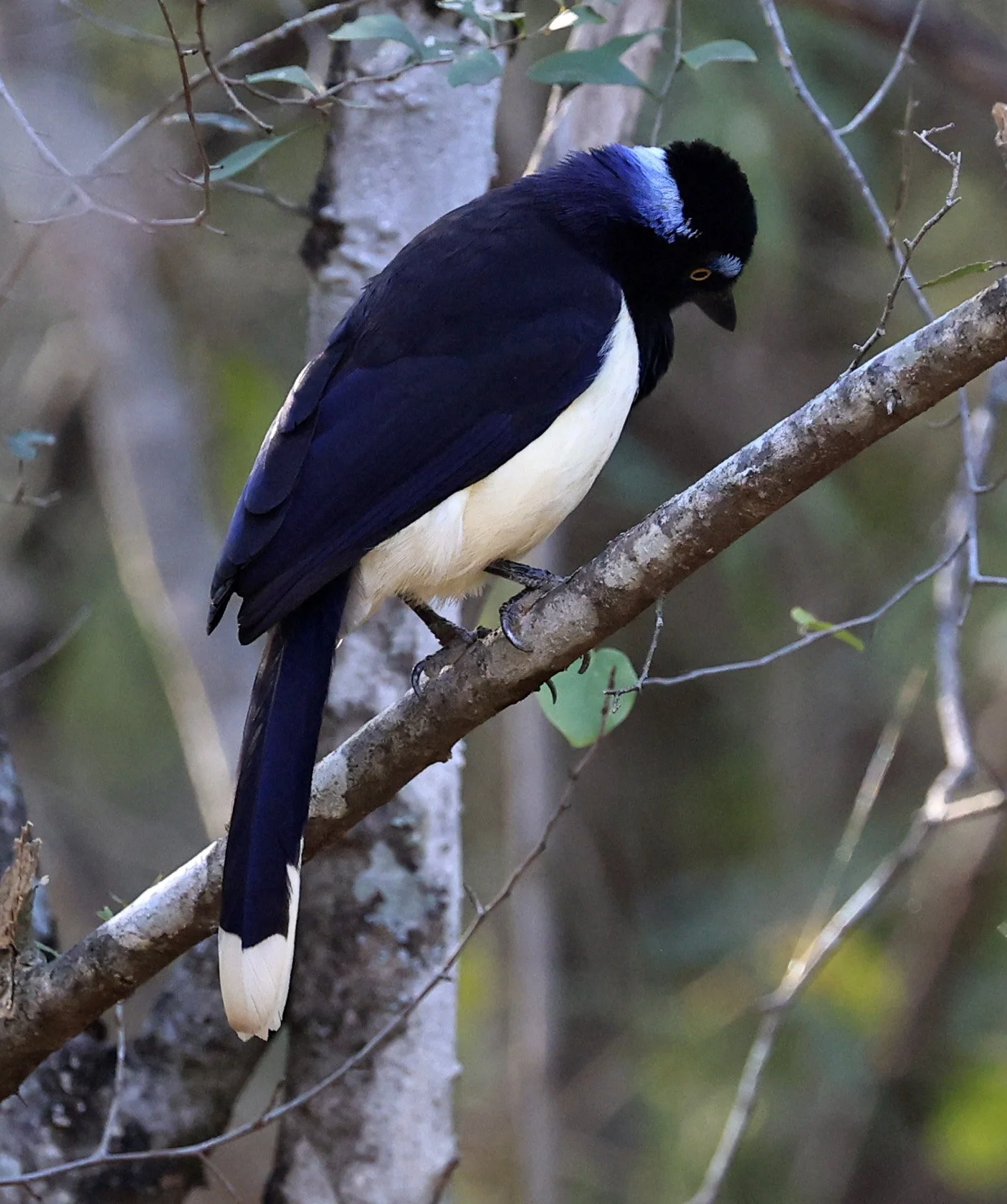 Plush-crested Jay (Cyanocorax chrysops) Aurora Chaquena Reserve - Nueland Mennonite Colony & Agua Dulce, Chaco Paraguay
