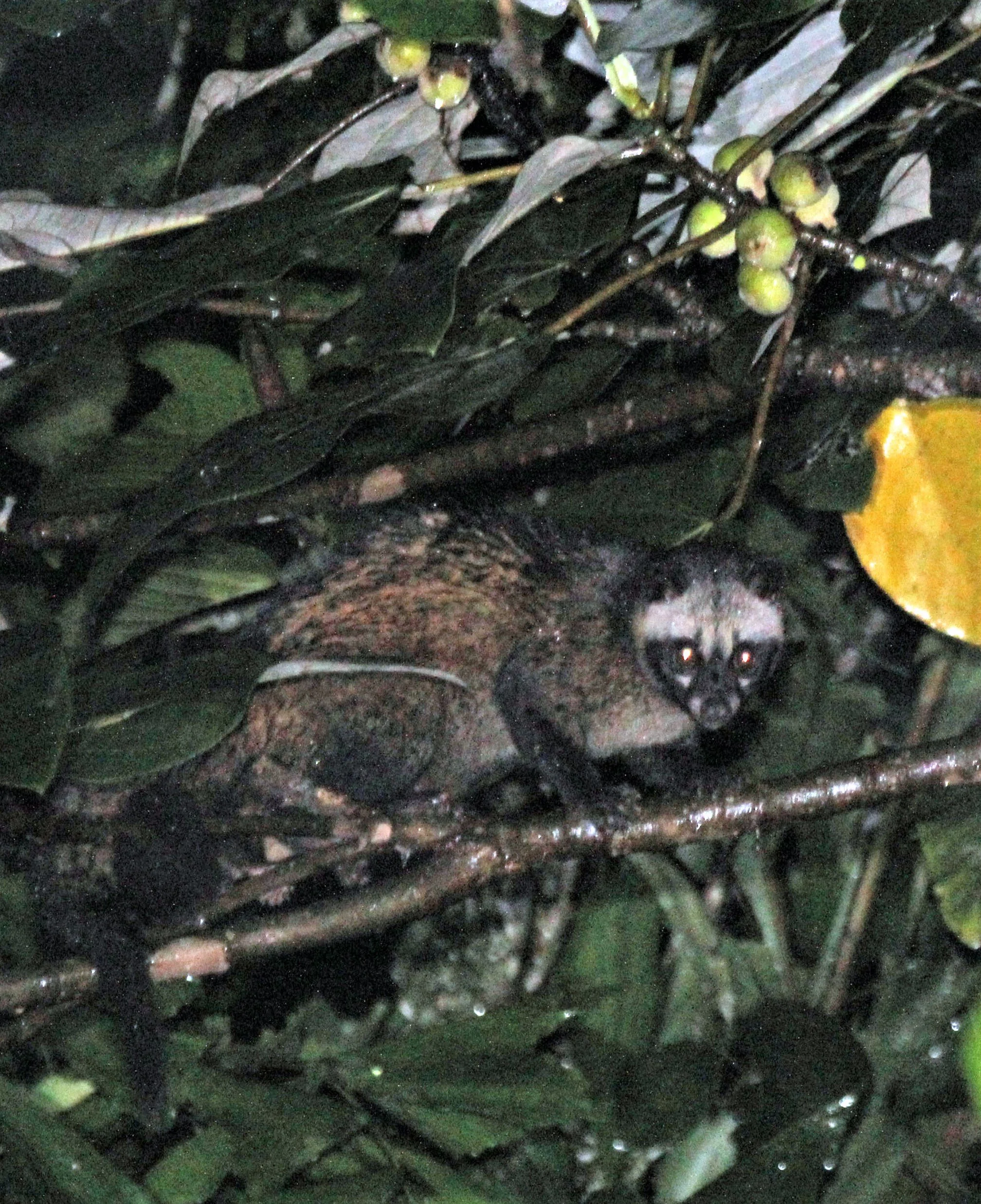 Paradoxus hermaphroditus javanica - JAVAN (COMMON) PALM CIVET - HALIMUN NATIONAL PARK - JAVA BARAT INDONESIA (11).JPG