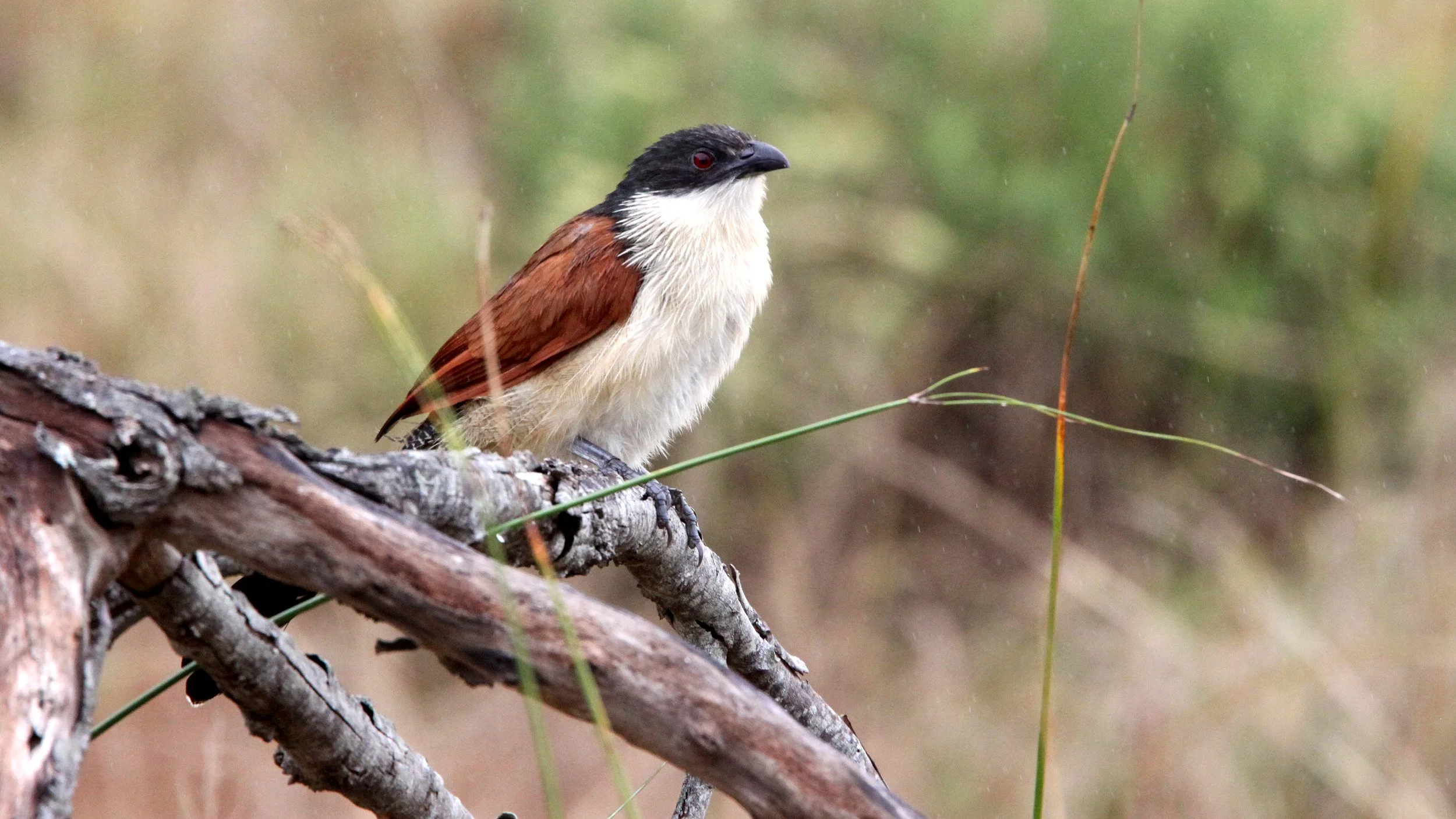 Burchell's Coucal (Centropus burchelli) Saint Lucia Reserve South Africa (3).JPG