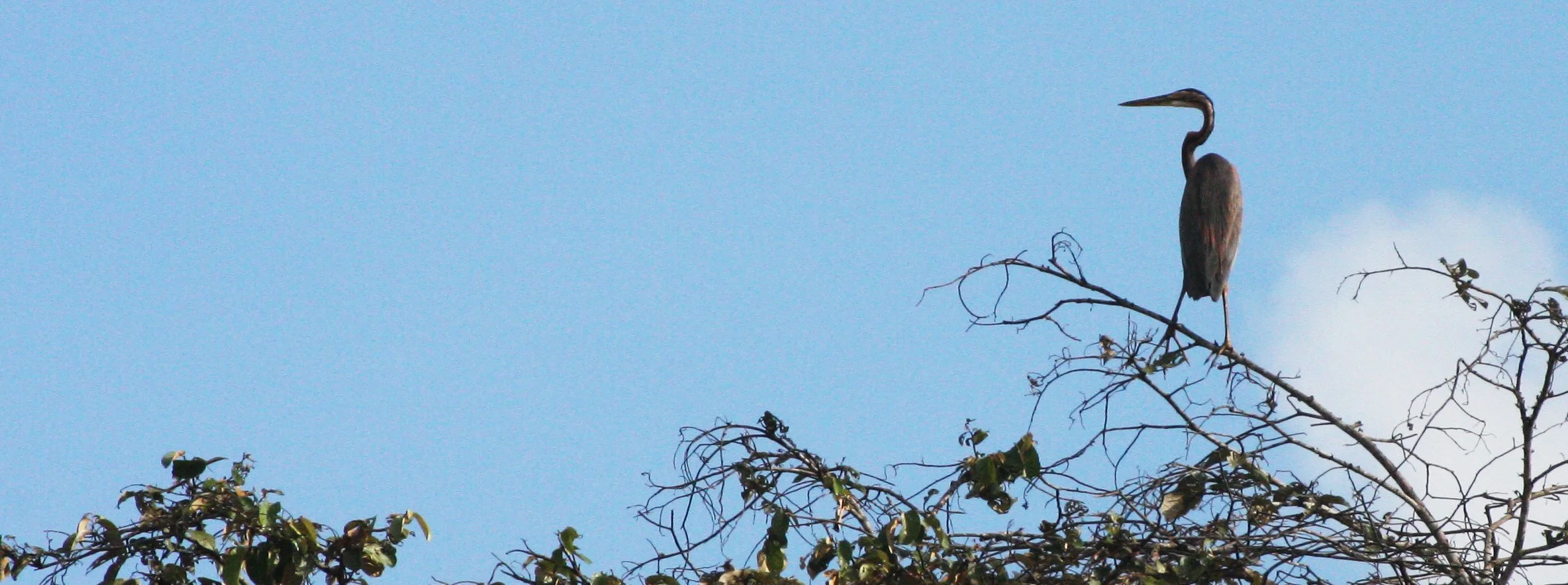 HERON - PURPLE HERON - Ardea purpurea - KINABATANGAN RIVER BORNEO  (3).JPG