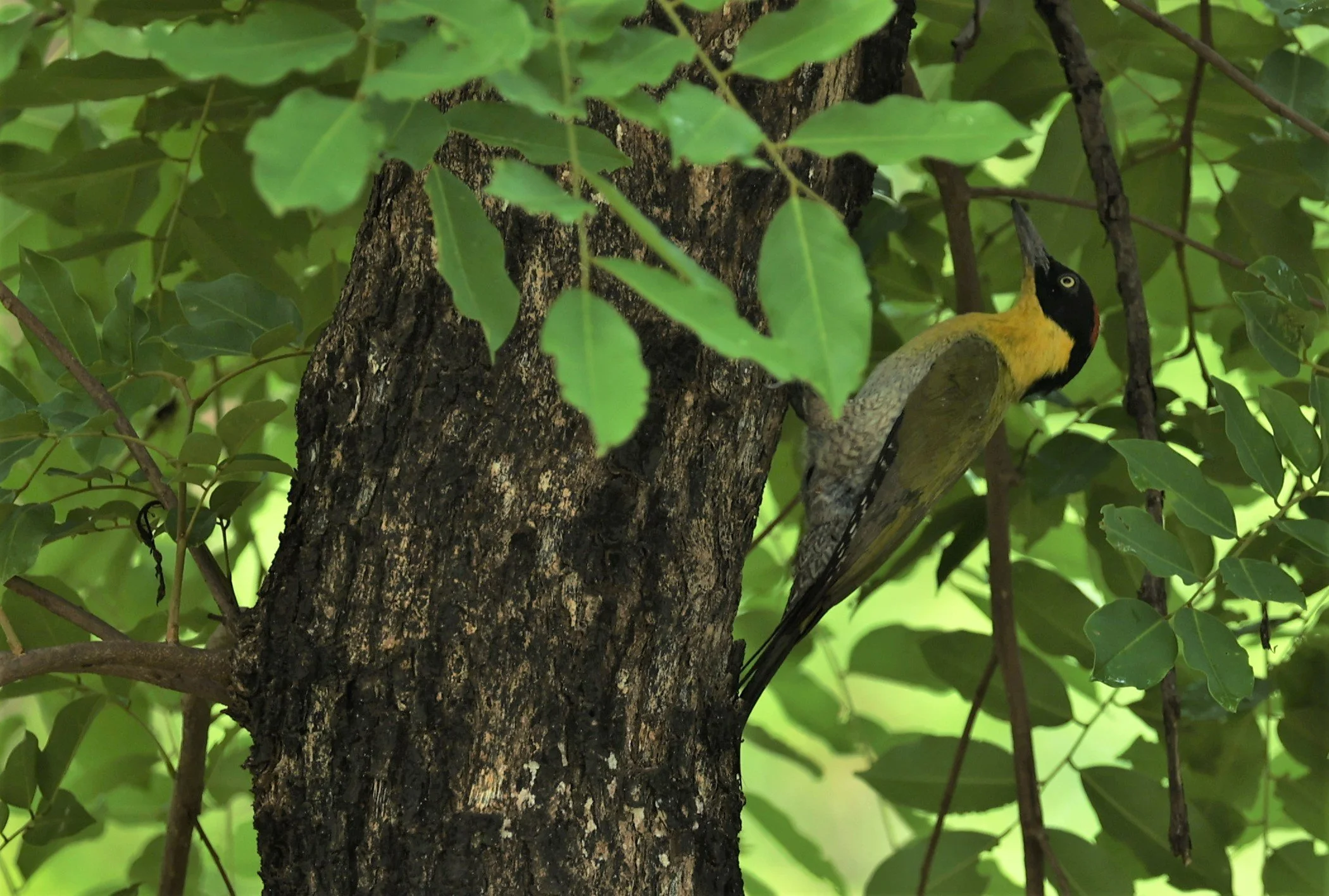 WOODPECKER - BLACK-HEADED WOODPECKER - Picus erythropygius - HUAI KHA KHAENG WILDLIFE SANCTUARY MAY 1 2022 (11).jpg