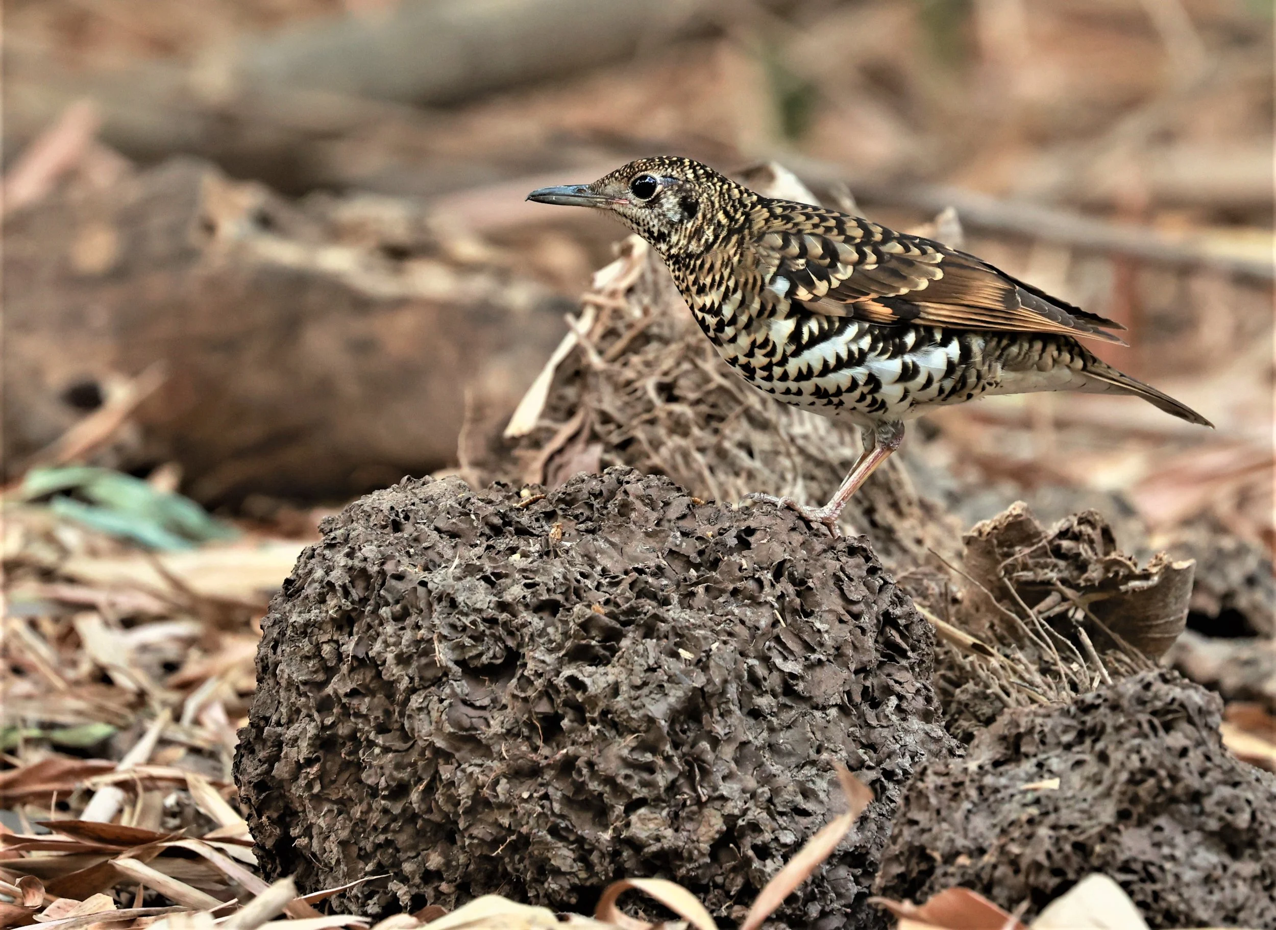 White's Thrush (Zoothera aurea) Putthamonthon Park Nakhon Pathom Thailand (162).jpg