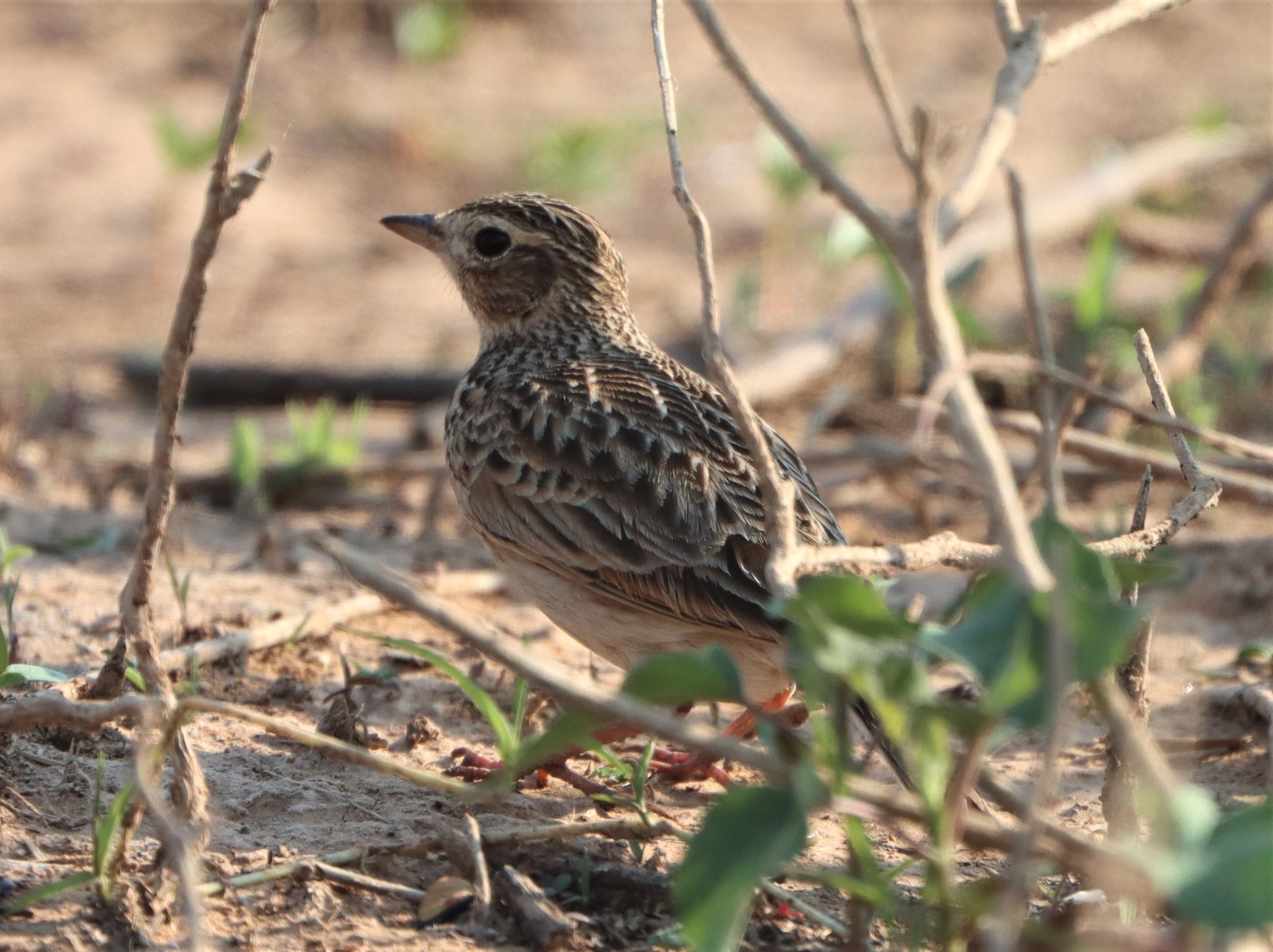 Oriental Skylark (Alauda gulgula) Pak Chong Lake Kumontong (8).JPG