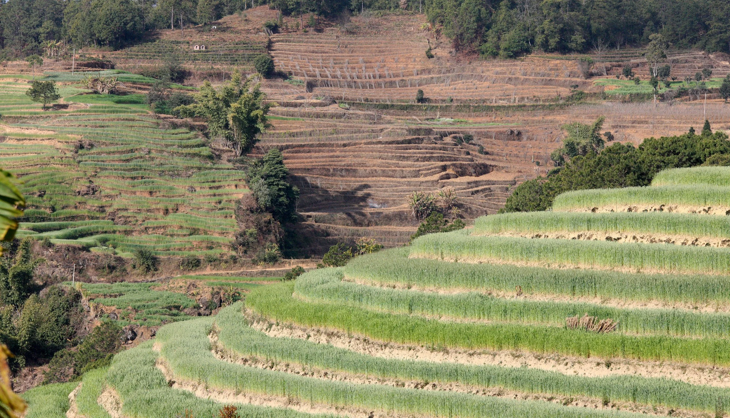 YUNNAN - WULIANGSHAN NATURE RESERVE AND SURROUNDING REGION (22).JPG