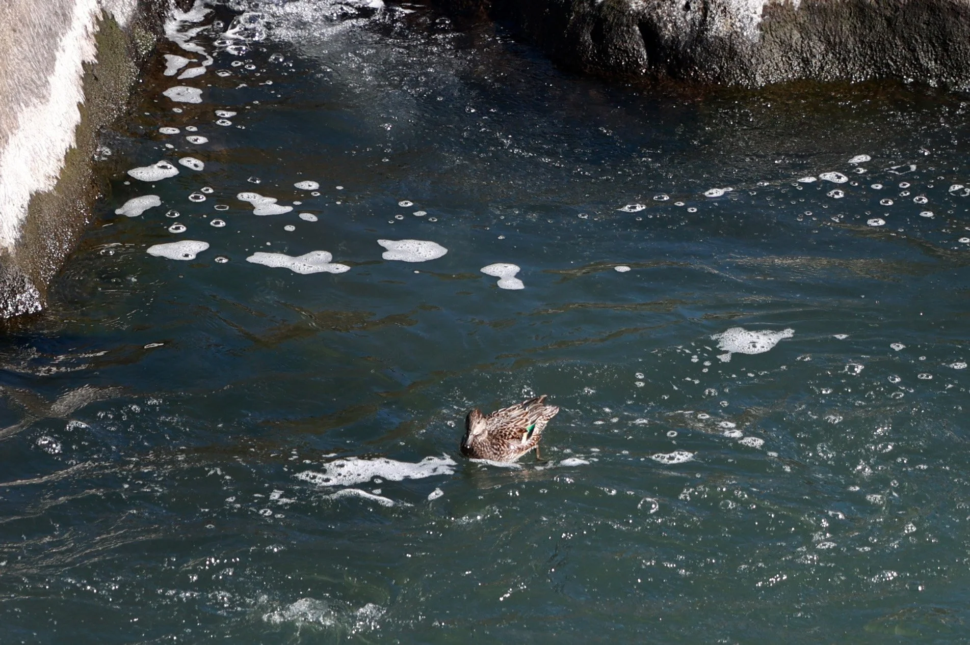 Sogi Waterfalls & Canyon, Kagoshima Japan (55).jpg