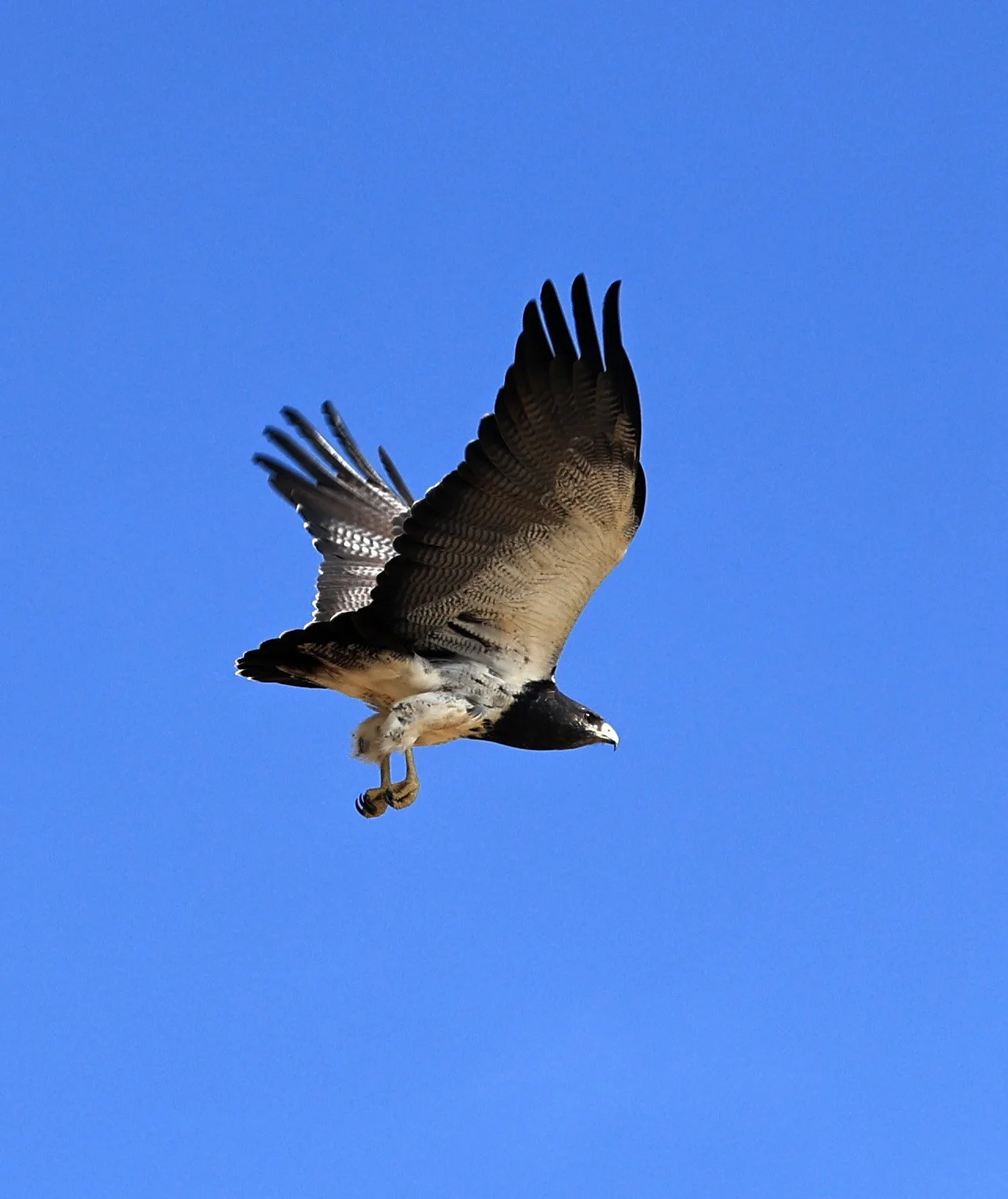 Black-chested buzzard-eagle (Geranoaetus melanoleucus) Chaco Lodge & Laguna Salada Paraguay (27).jpg