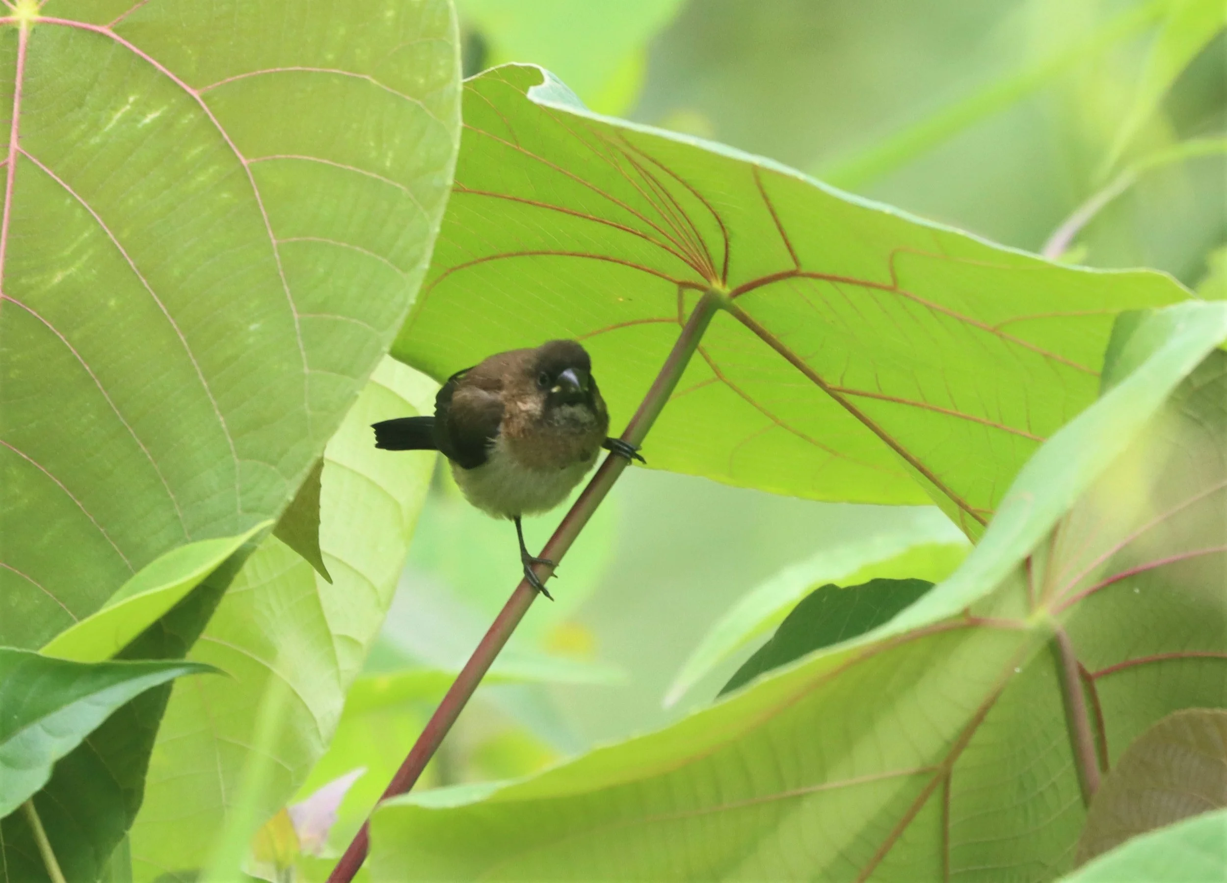 MUNIA - Lonchura striata - WHITE-RUMPED MUNIA - DOI PHU KHA NAN PROVINCE NORTHERN THAILAND (6).jpg