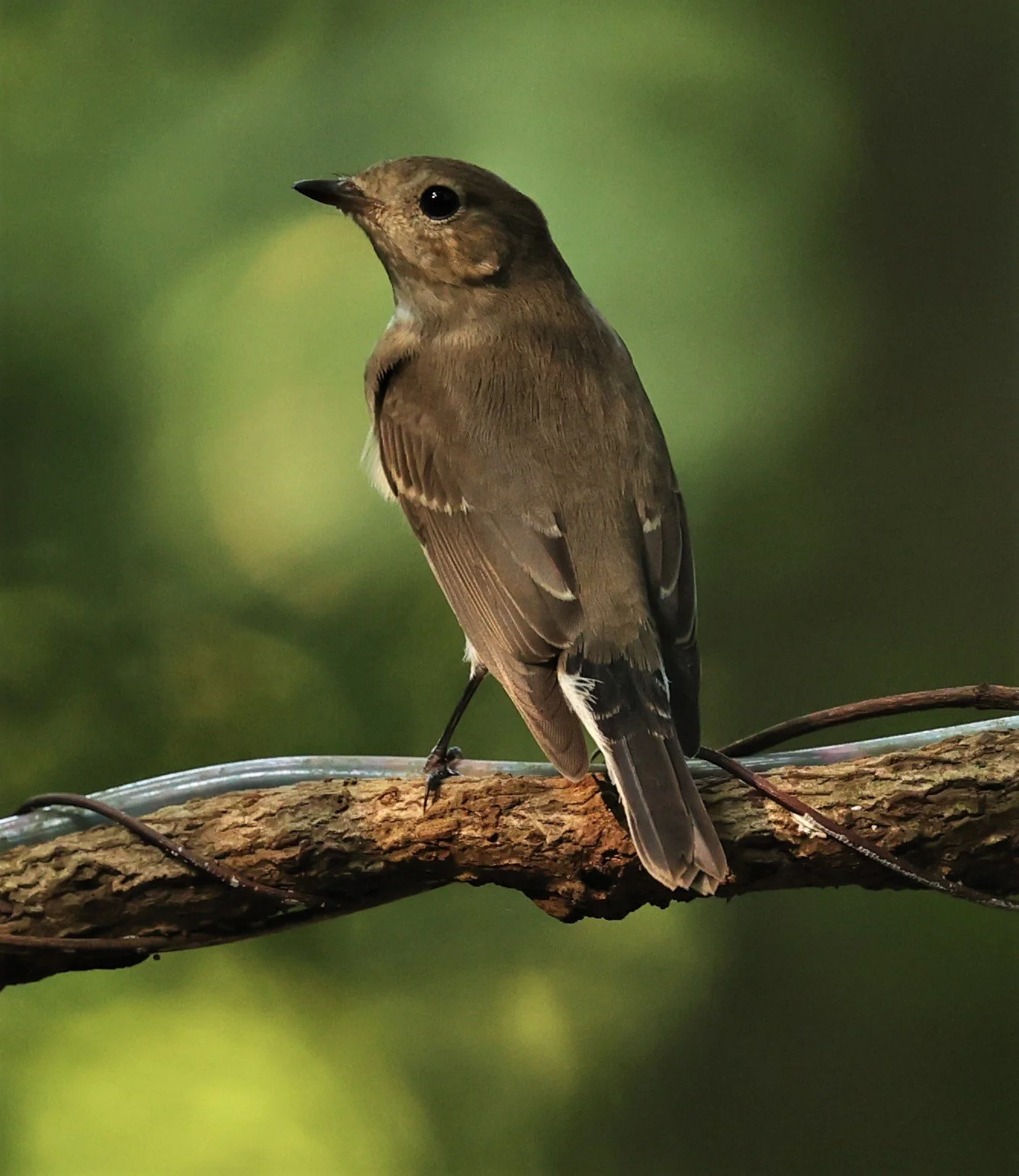 FLYCATCHER - CHINESE BLUE FLYCATCHER - Cyornis glaucicomans - WAT THAM PRATHUM CHONBURI OCT 2022 (4).jpg