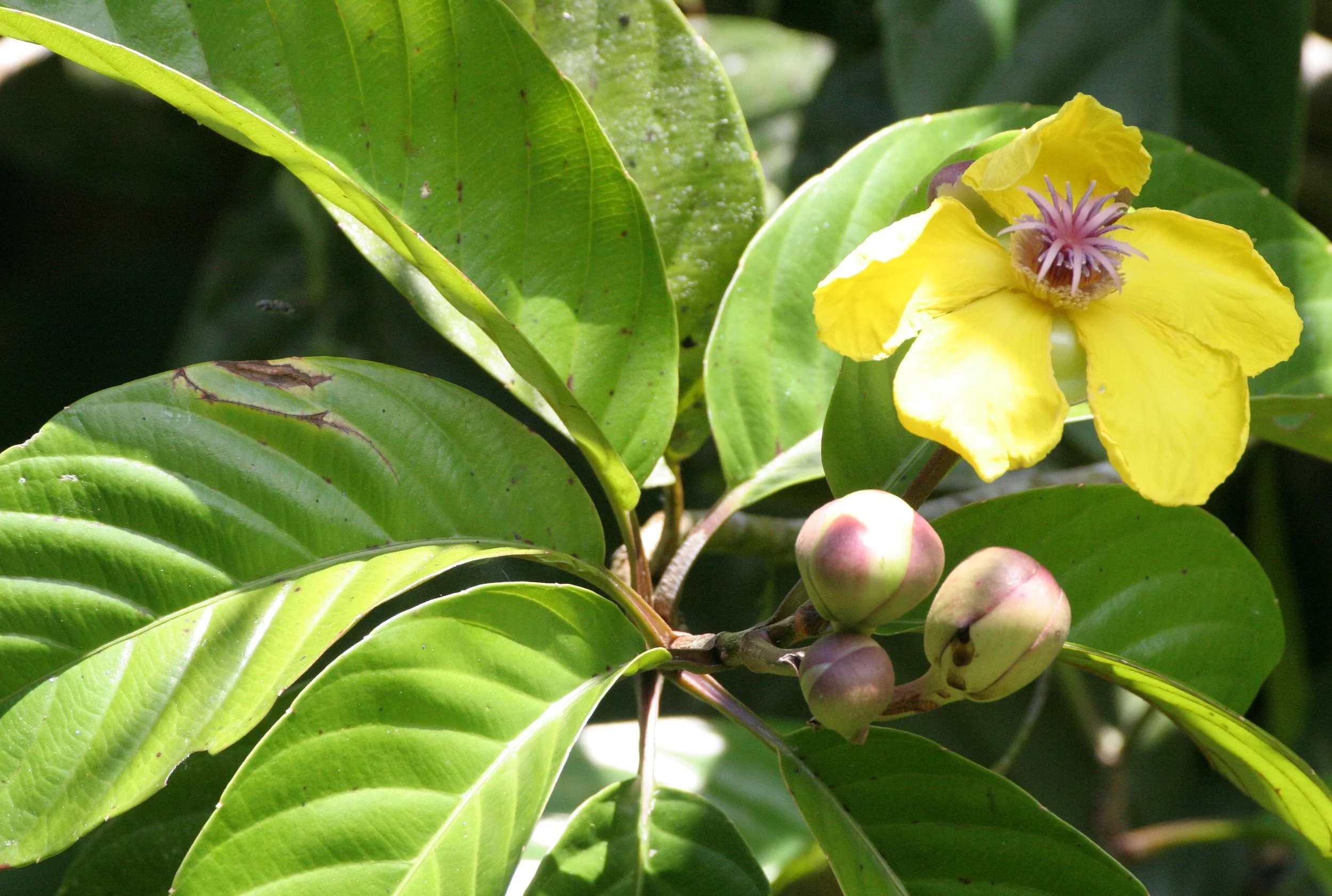 DANUM VALLEY BORNEO - TREE SPECIES J.JPG