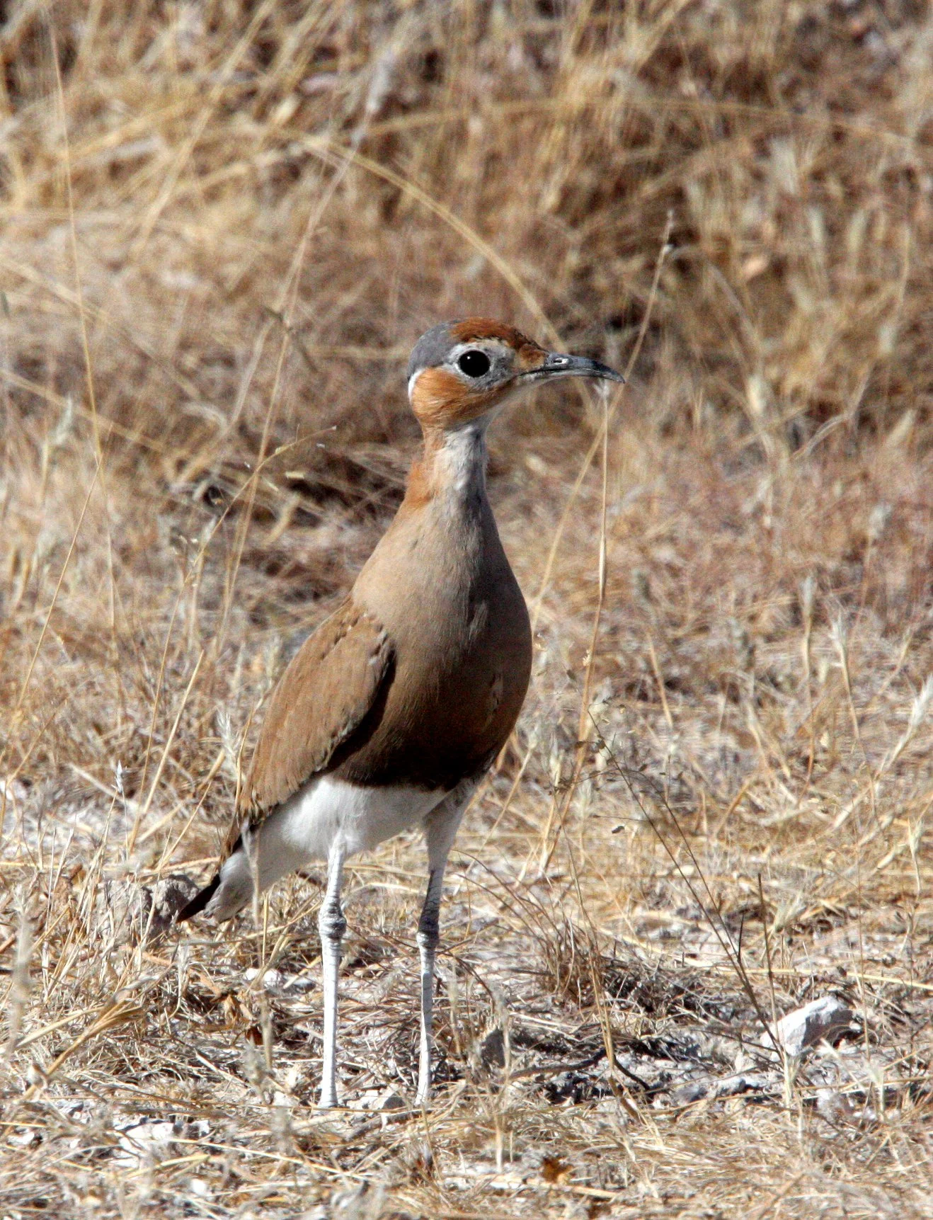 COURSER - BURCHELL'S COURSER - Cursorius rufus - ETOSHA NATIONAL PARK NAMIBIA (6).JPG