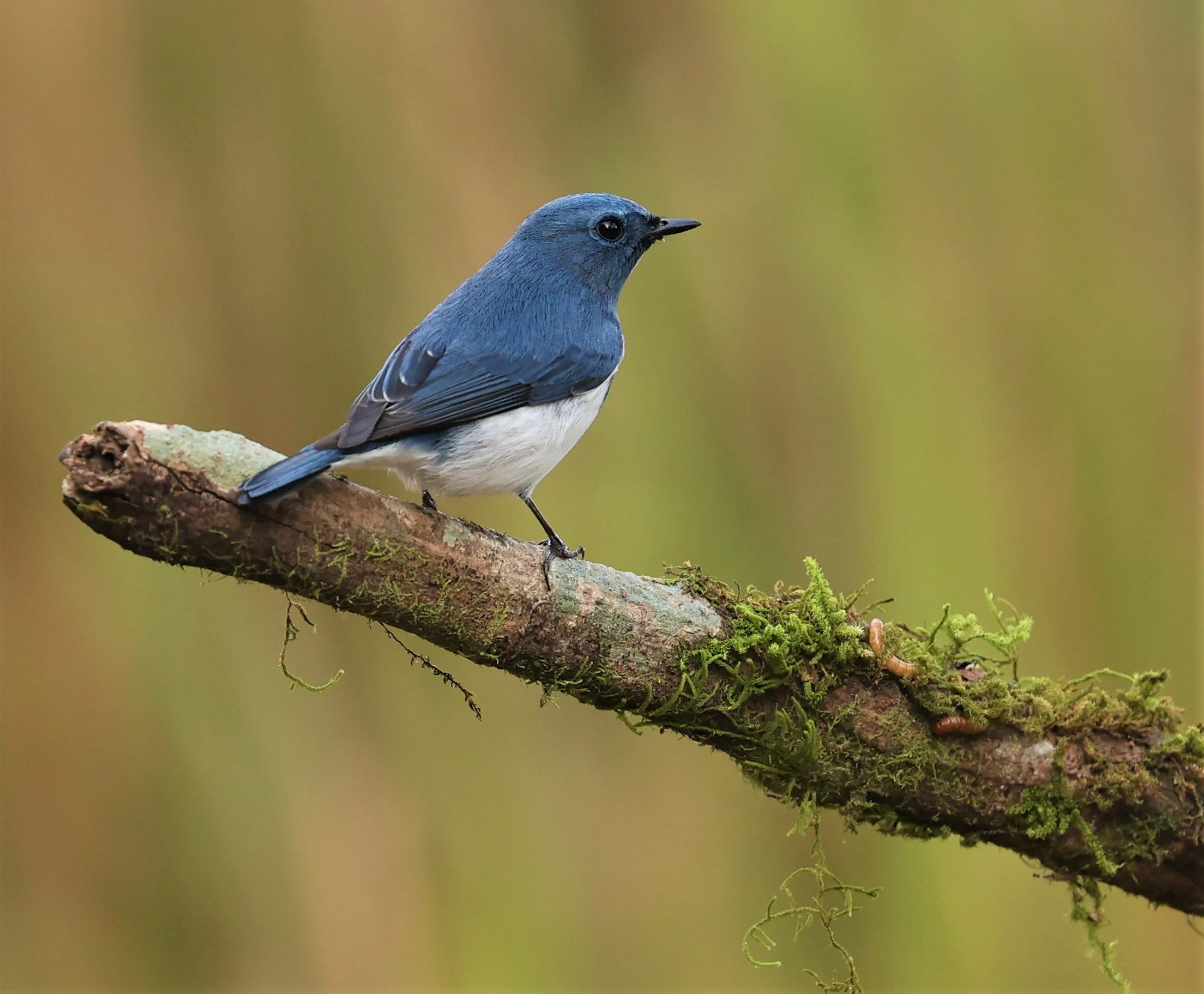 FLYCATCHER - ULTRAMARINE FLYCATCHER - Ficedula superciliaris - DOI LANG WEST, DOI PHA HOM POK NP, CHIANG MAI DEC 2021 (9).jpg