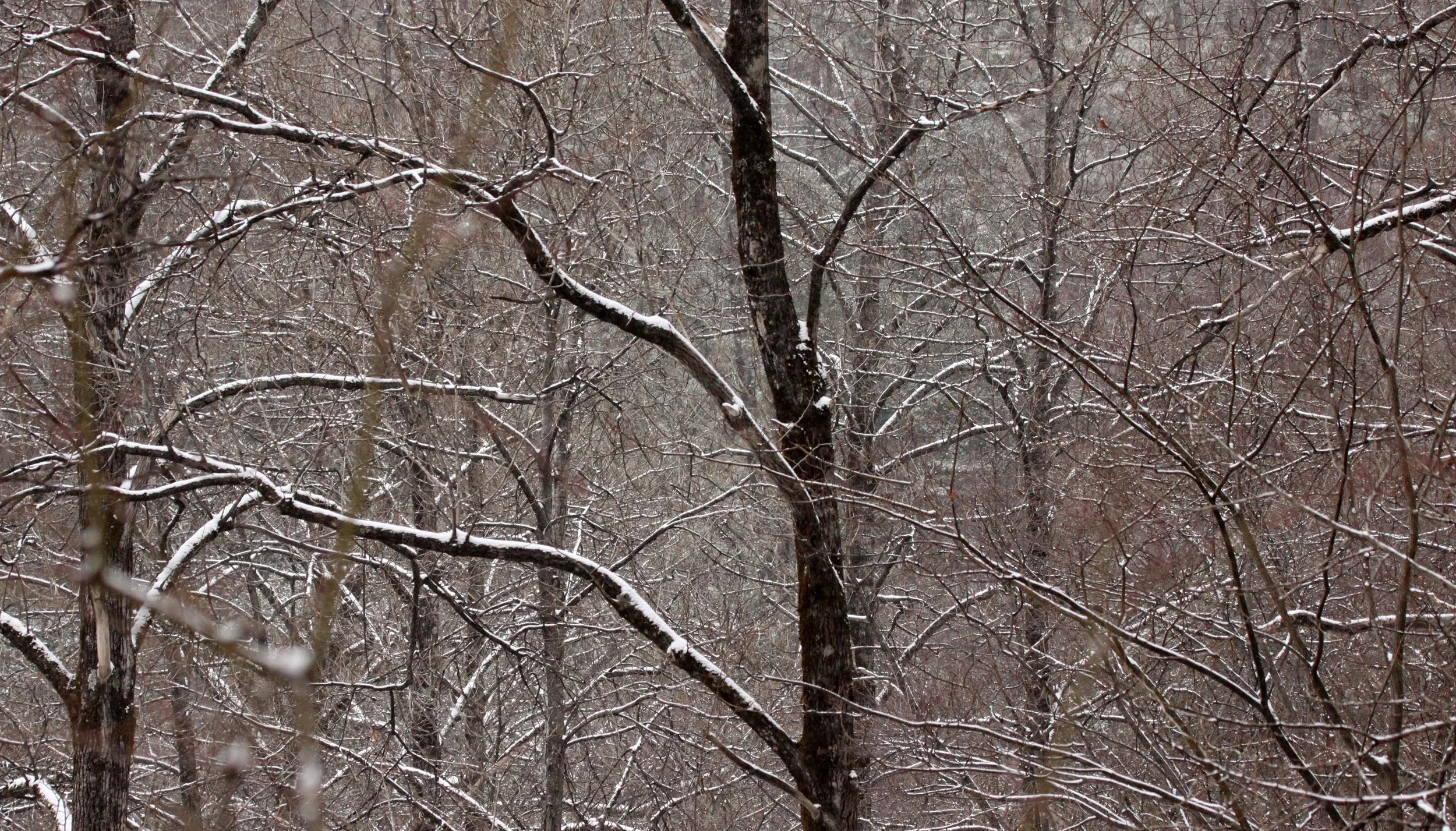 FOPING NATURE RESERVE SHAANXI PROVINCE CHINA (2).JPG