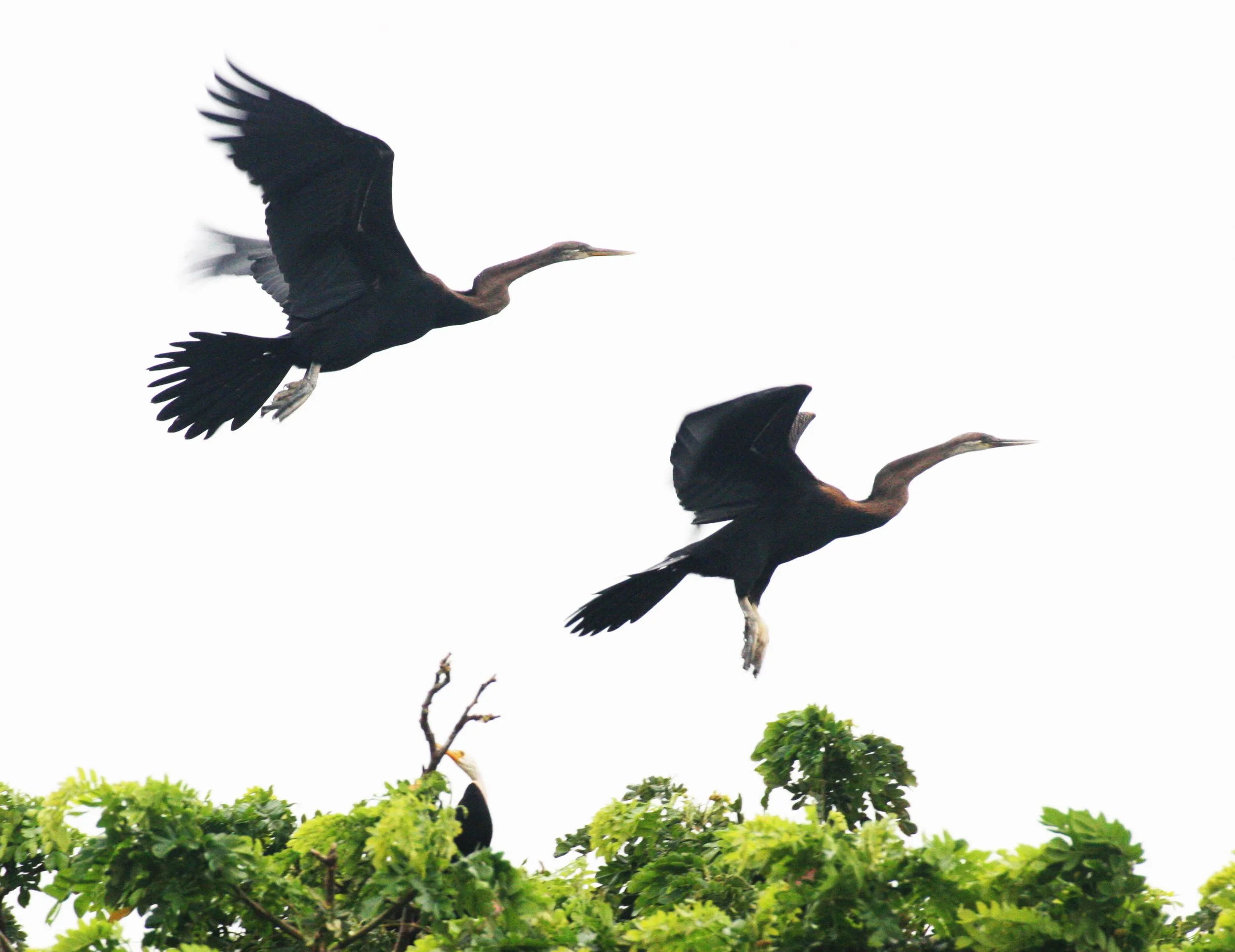 DARTER - Anhinga melanogaster - BUENG BORAPHET THAILAND (7).JPG
