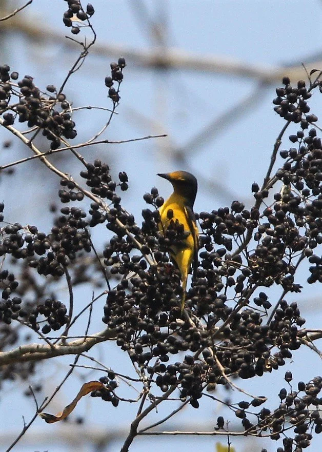 Scarlet Minivet (Pericrocotus speciosus) Kaeng Krachan NP Thailand (25).jpg
