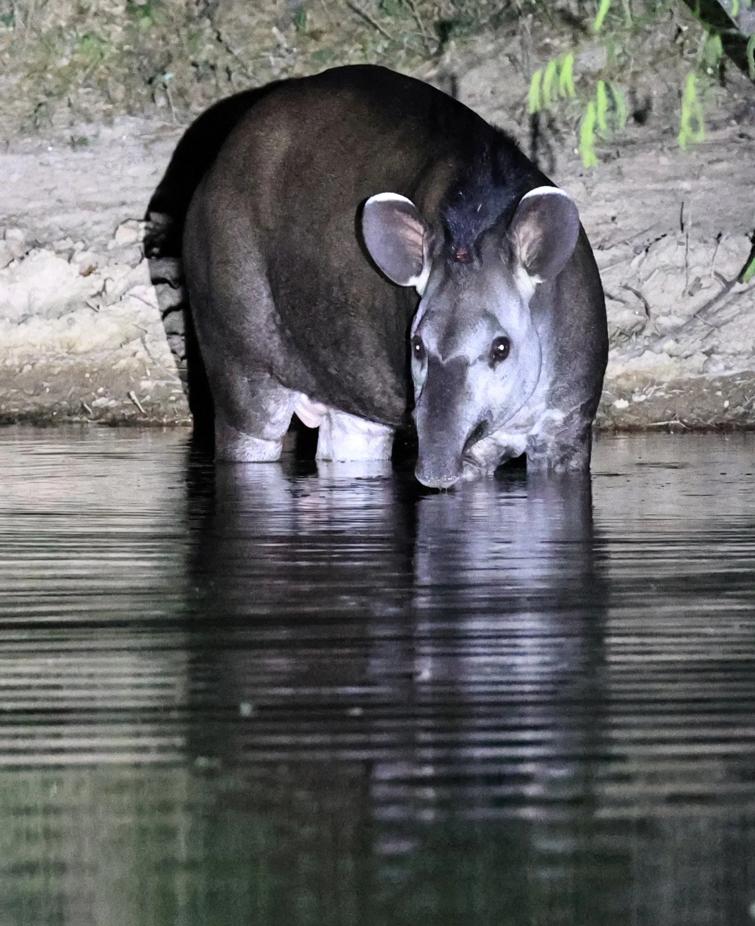 South American Tapir (Tapirus terrestris) Hotel Campestre Iparoma Paraguay  (26).jpg