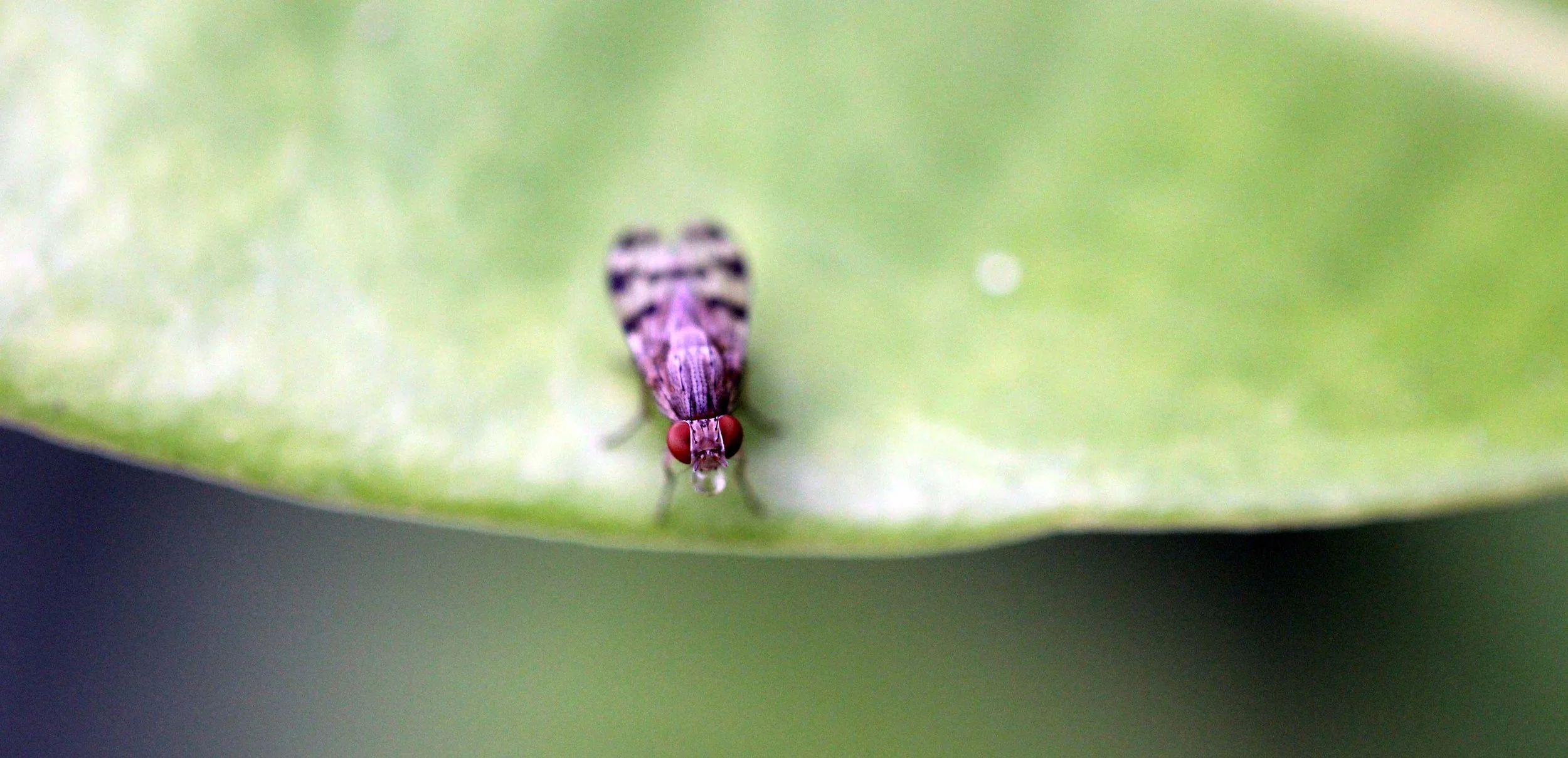 2013 in Nakhonsithammarat and some Krabi with Family (67).JPG