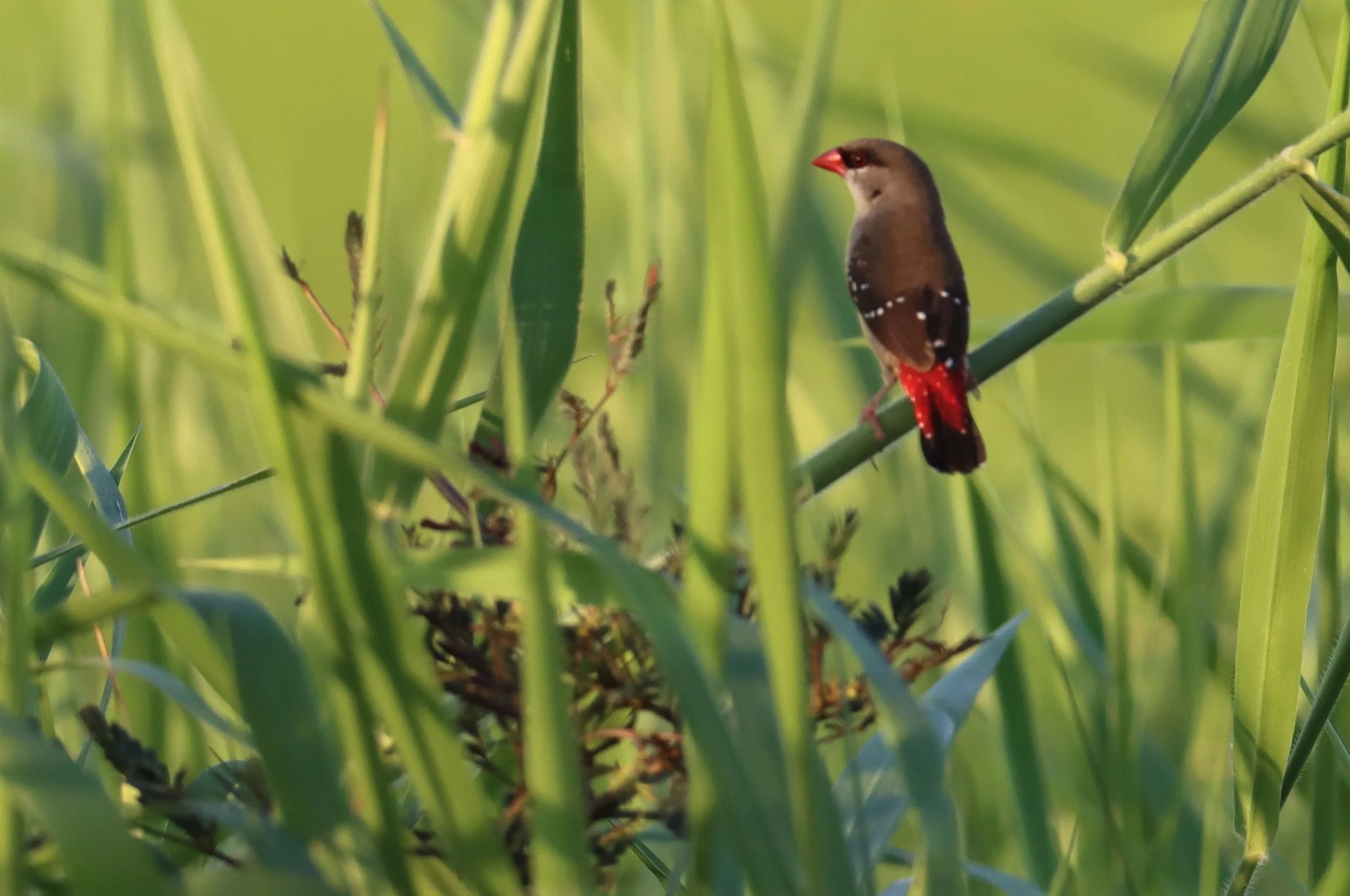 RED AVADAVAT - Amandava amandava - LAT KRABANG RICE FIELDS AT THAP YAO (131).jpg