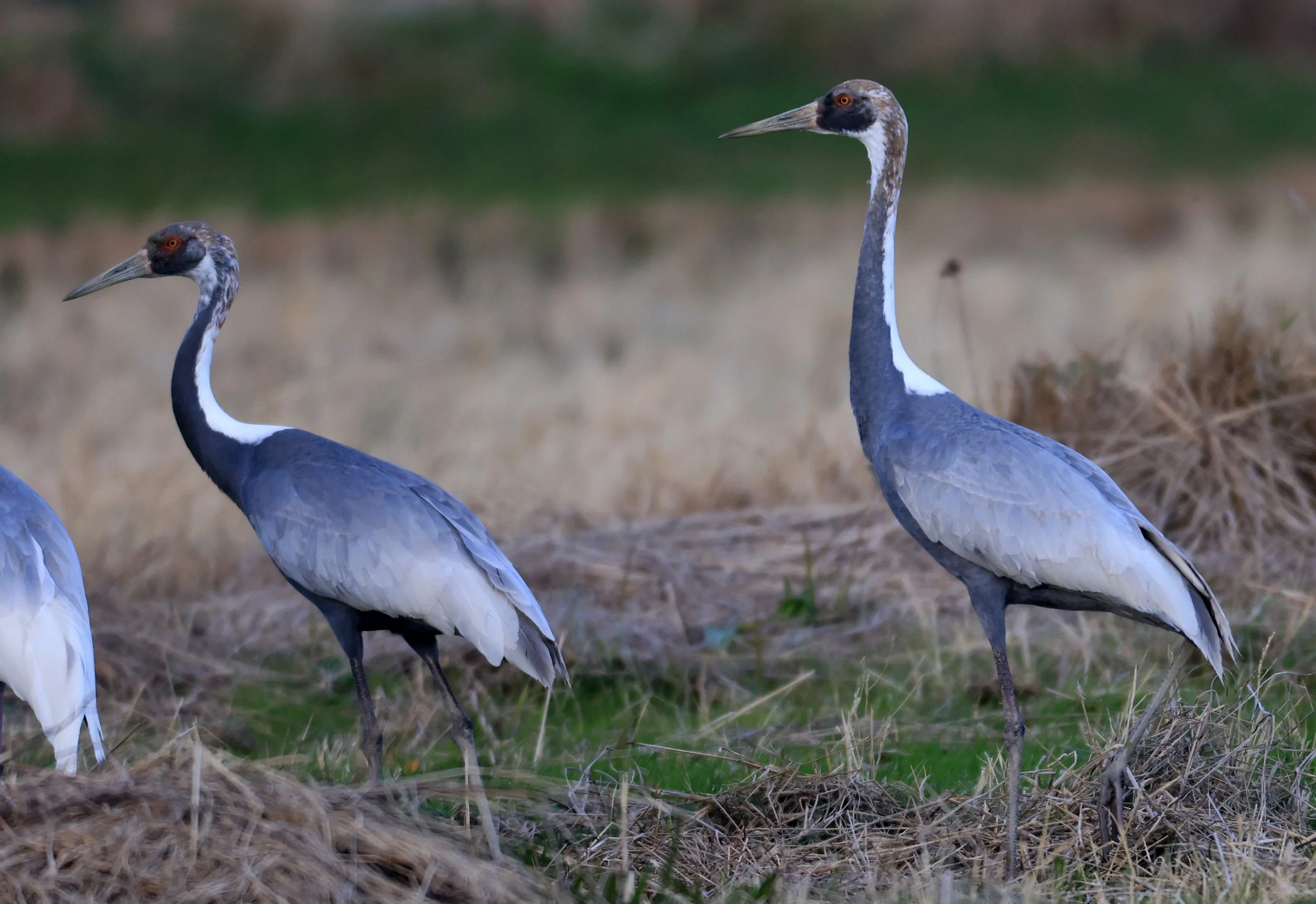 White-naped Crane (Antigone vipio) Izumi Crane Park & Center, Izumi Kagoshima Kyushu Japan (34).jpg