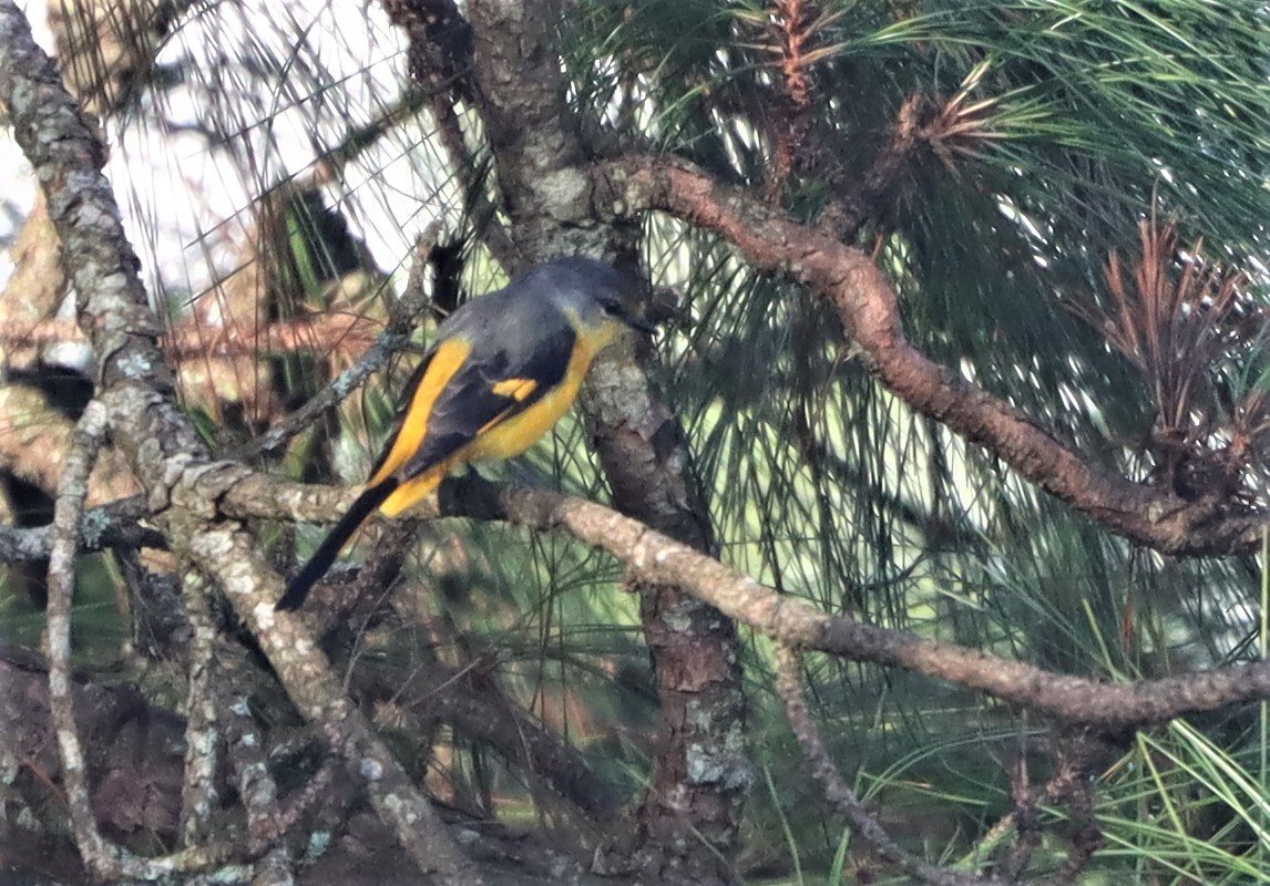 Short-billed Minivet (Pericrocotus brevirostris) Doi Ang Kang Chiang Mai (5).jpg