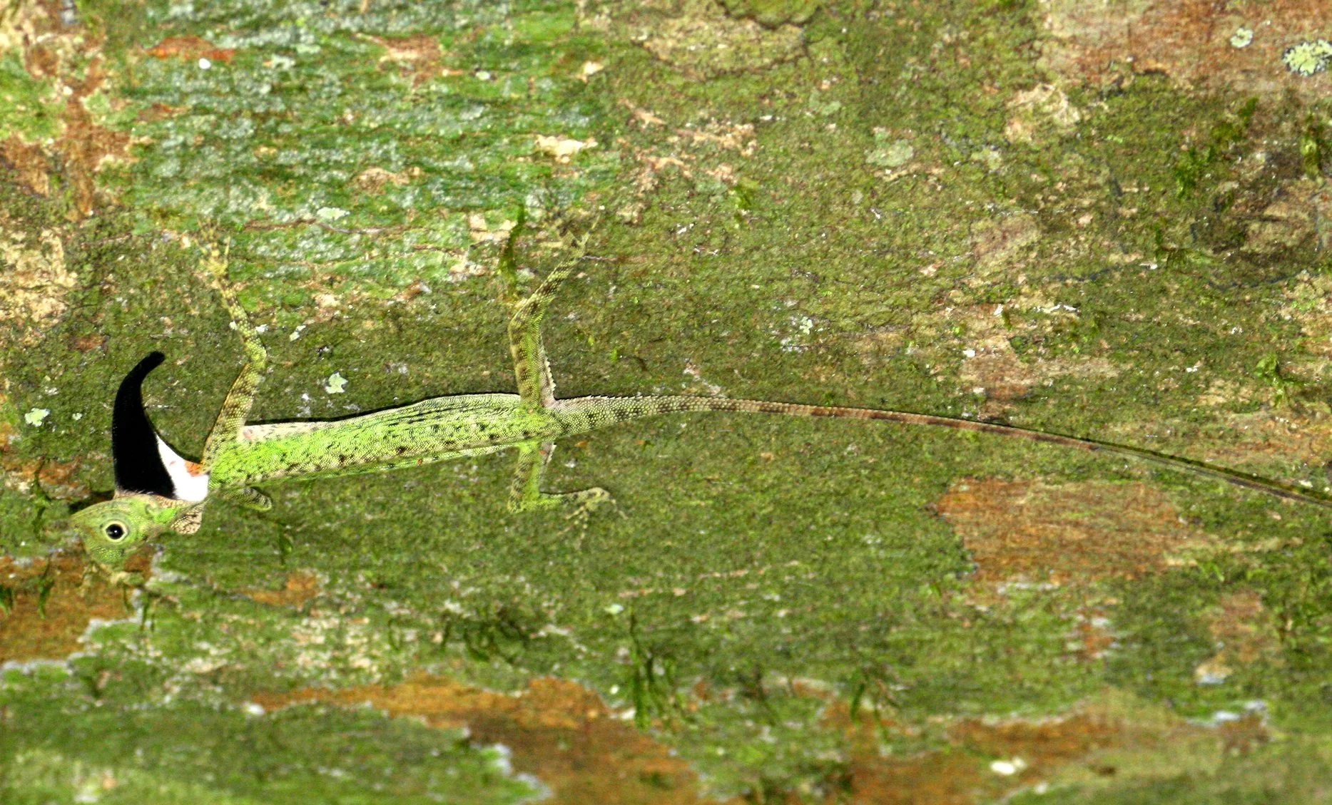 2016 Koh Lanta TheOtherSideVillas - Nature at our Home (135).JPG