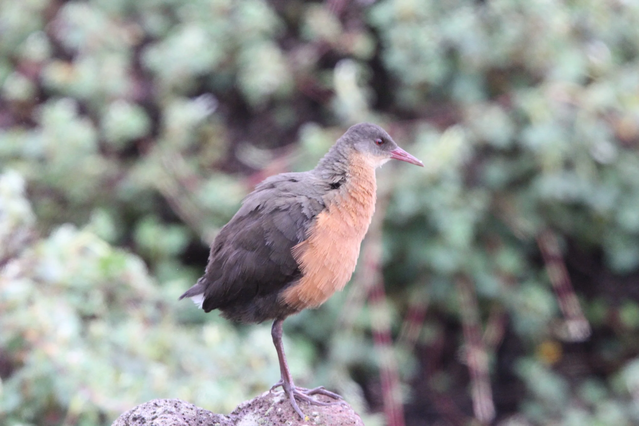 Rouget's Rail (Rougetius rougetii) Bale Mountains NP Ethiopia (4).JPG