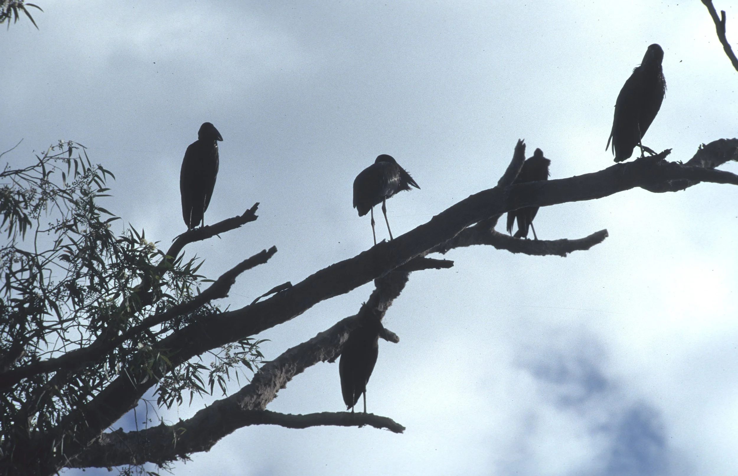 BIRDS - STORK - AFRICAN OPENBILLED - UGANDA - B.jpg
