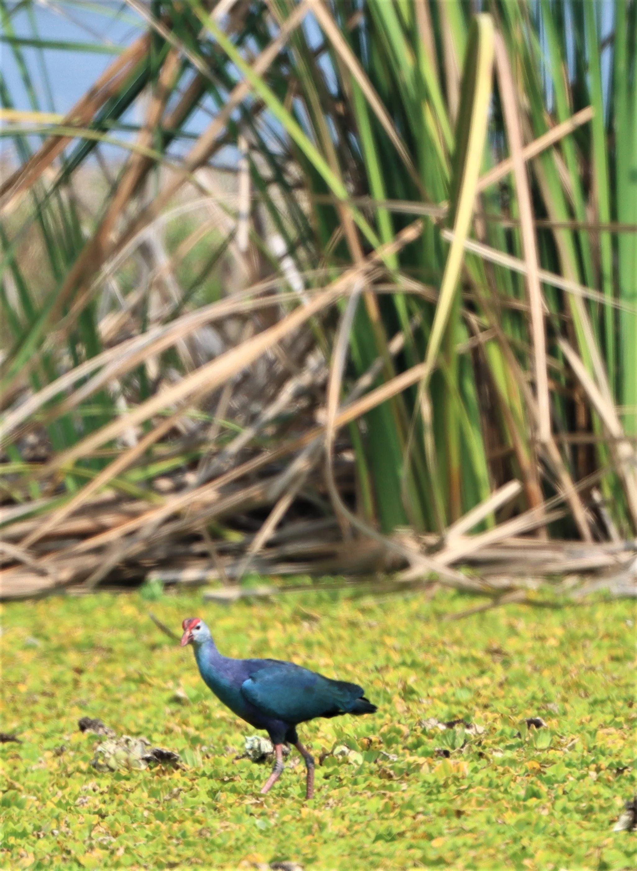 Purple Swamphen (Porphyrio porphyrio) Lat Krabang Thap Yao Rice Fields Bangkok (5).jpg