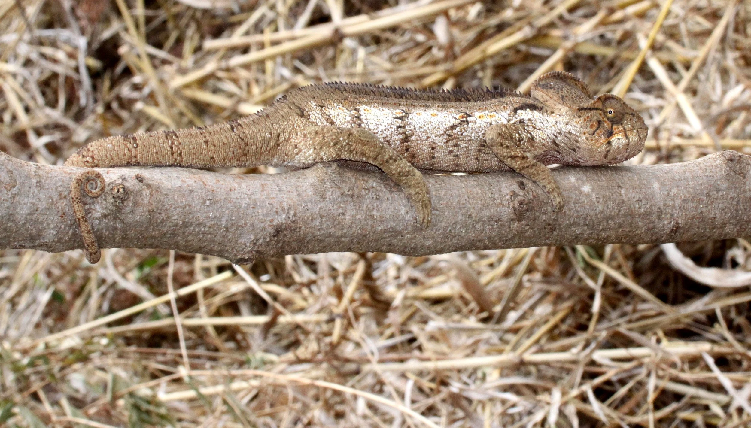 Furcifer oustaleti - GIANT MADAGASCAR OR OUSTALET'S CHAMELEON ANKARANA NATIONAL PARK MADAGASCAR (4).JPG