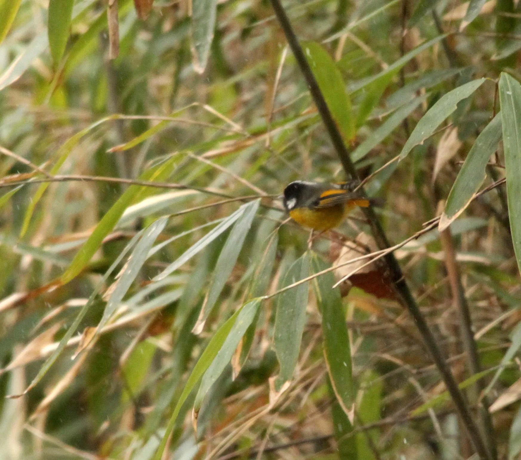 BIRD - FULVETTA - GOLDEN BREASTED FULVETTA - ID ONLY - FOPING NATURE RESERVE - SHAANXI PROVINCE CHINA (2).JPG