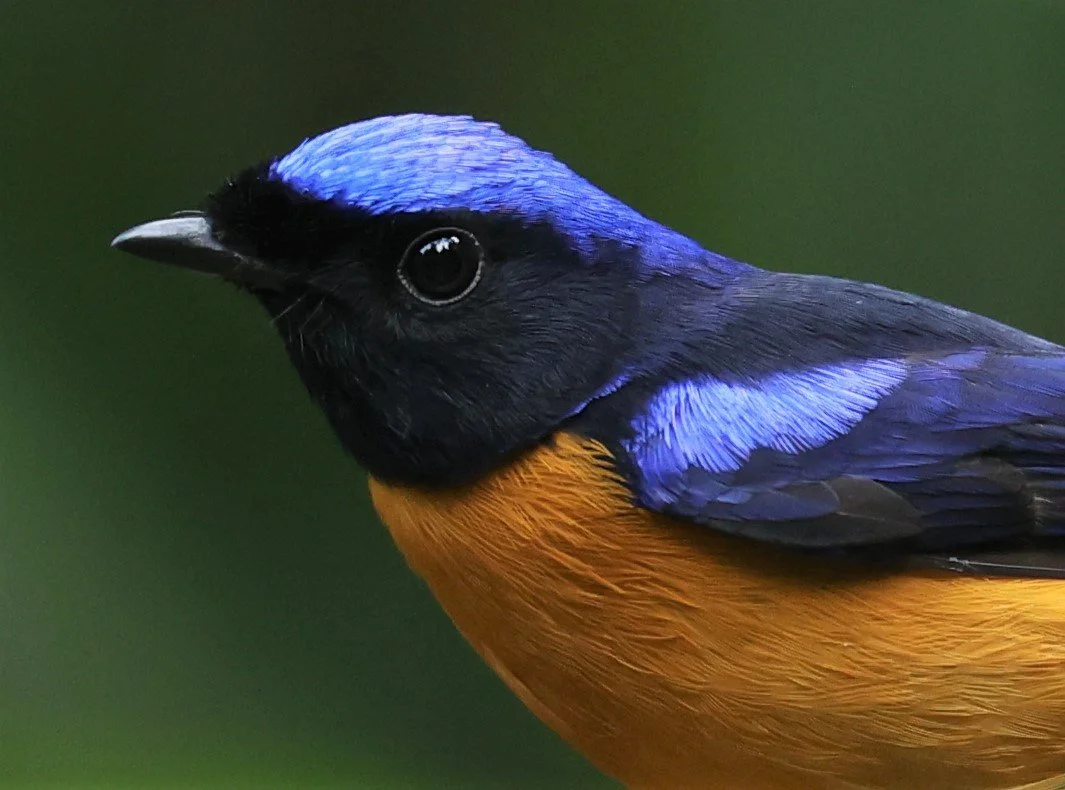 NILTAVA - RUFOUS-BELLIED NILTAVA - Niltava sundar - DOI INTHANON NP CHIANG MAI, DEC 2021 (33).JPG