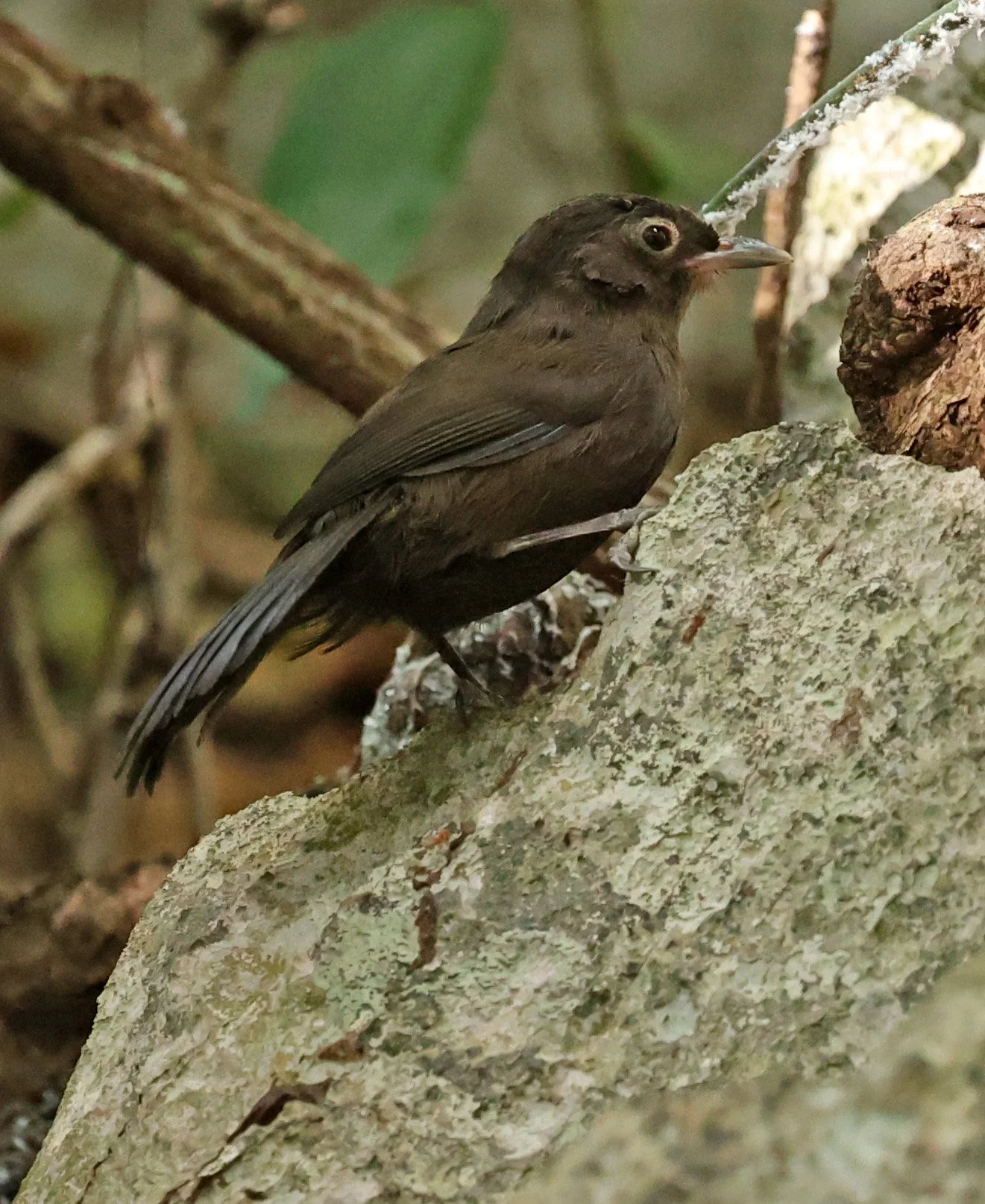 Sooty Babbler (Stachyris herberti) The Rock Viewpoint