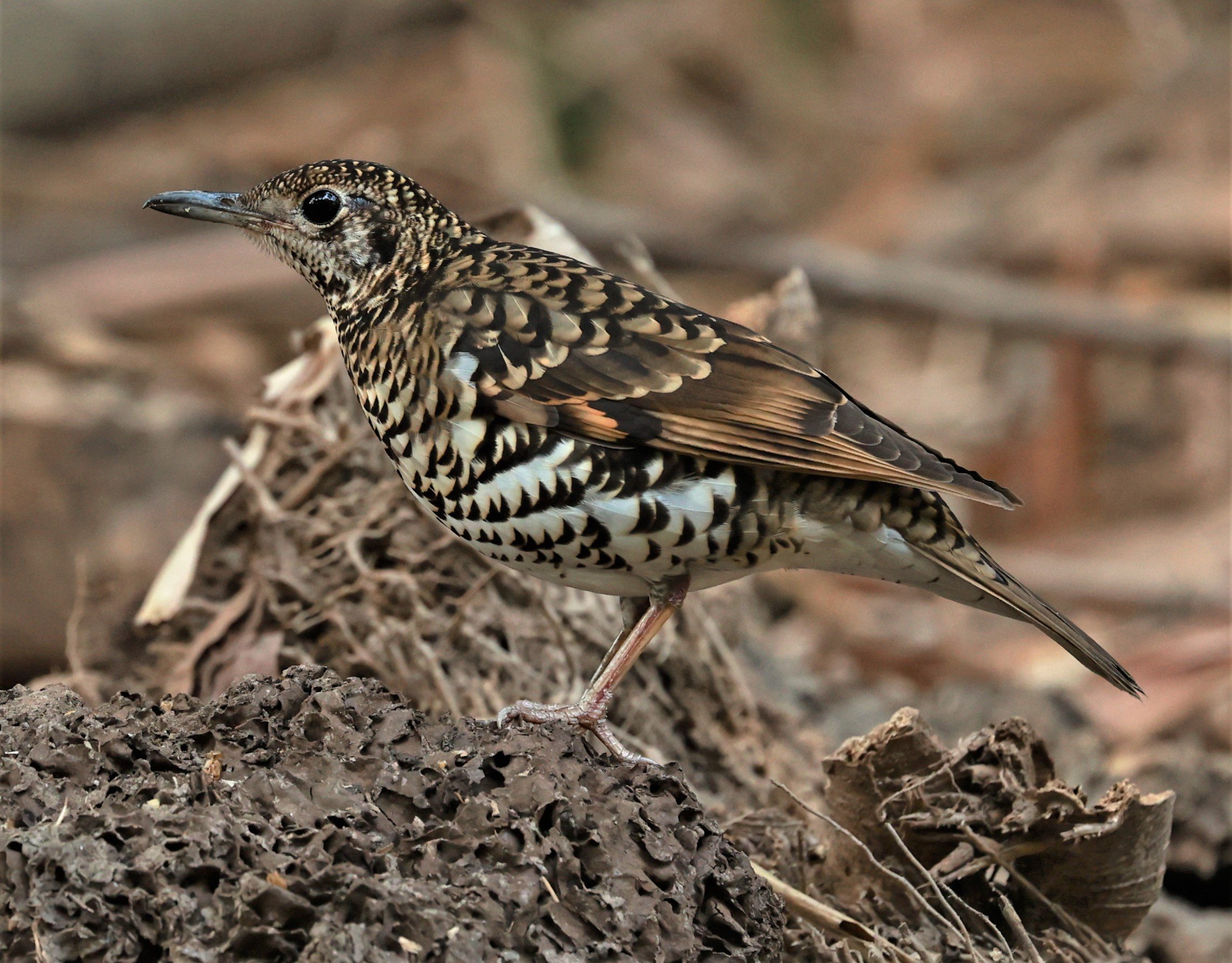 White's Thrush (Zoothera aurea) Putthamonthon Park Nakhon Pathom Thailand (91).jpg